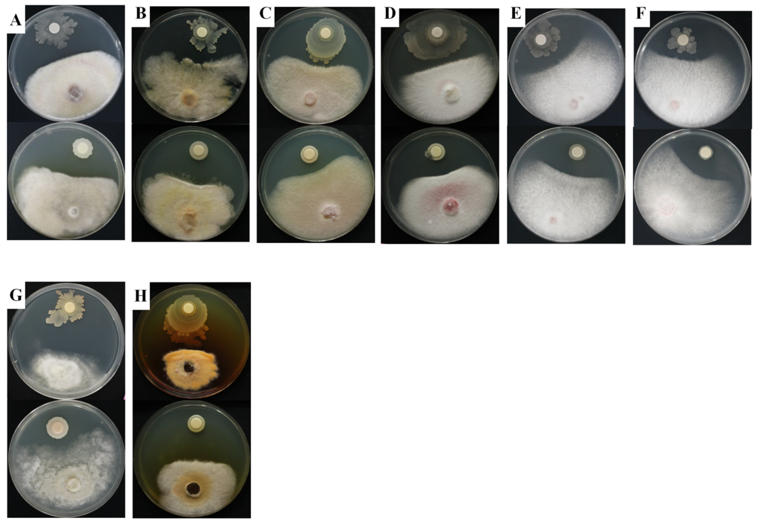 Ijms 20 01005 g005 Ijms 20 01005 g005