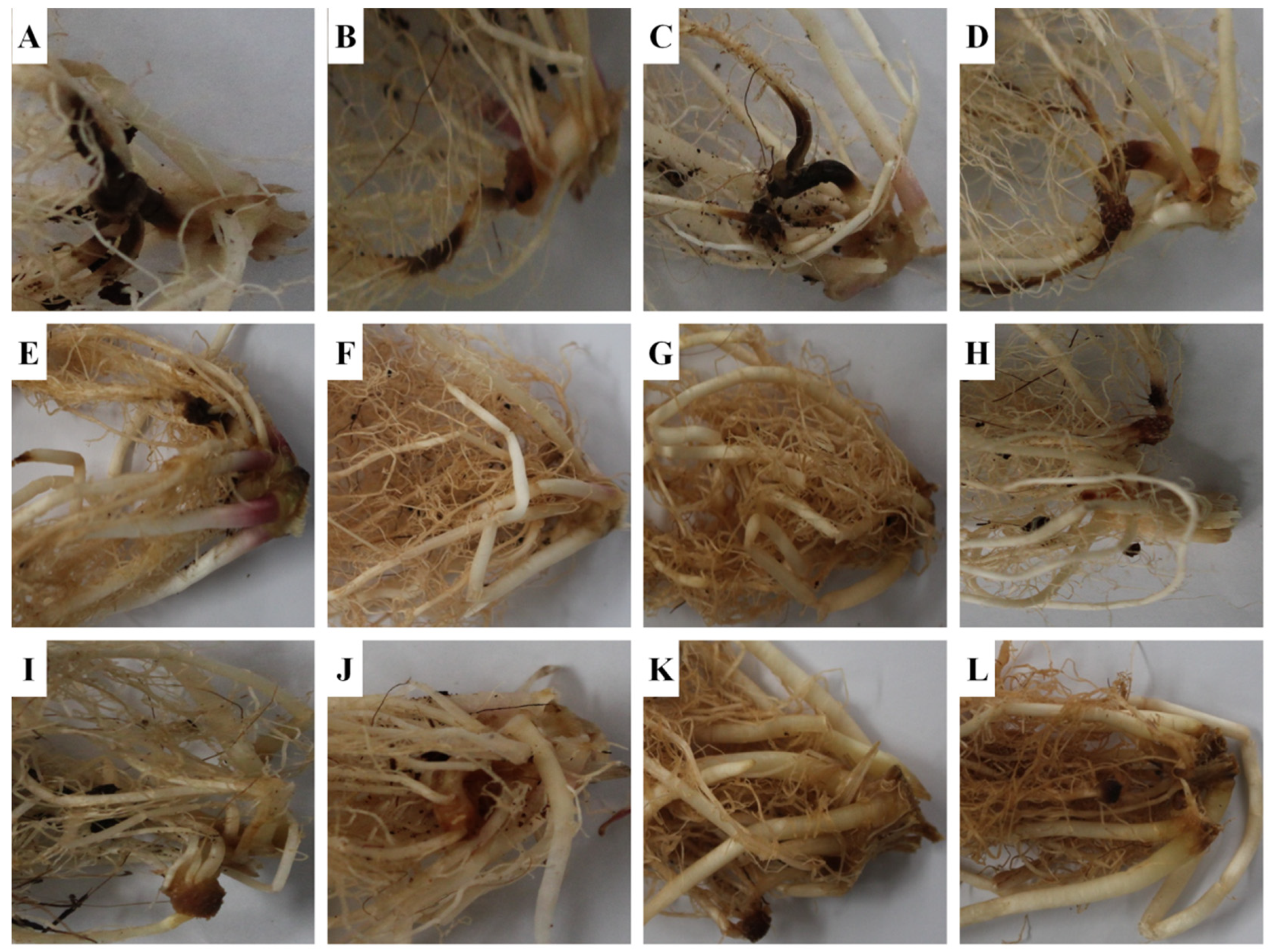 Ijms 20 01005 g007 Ijms 20 01005 g007
