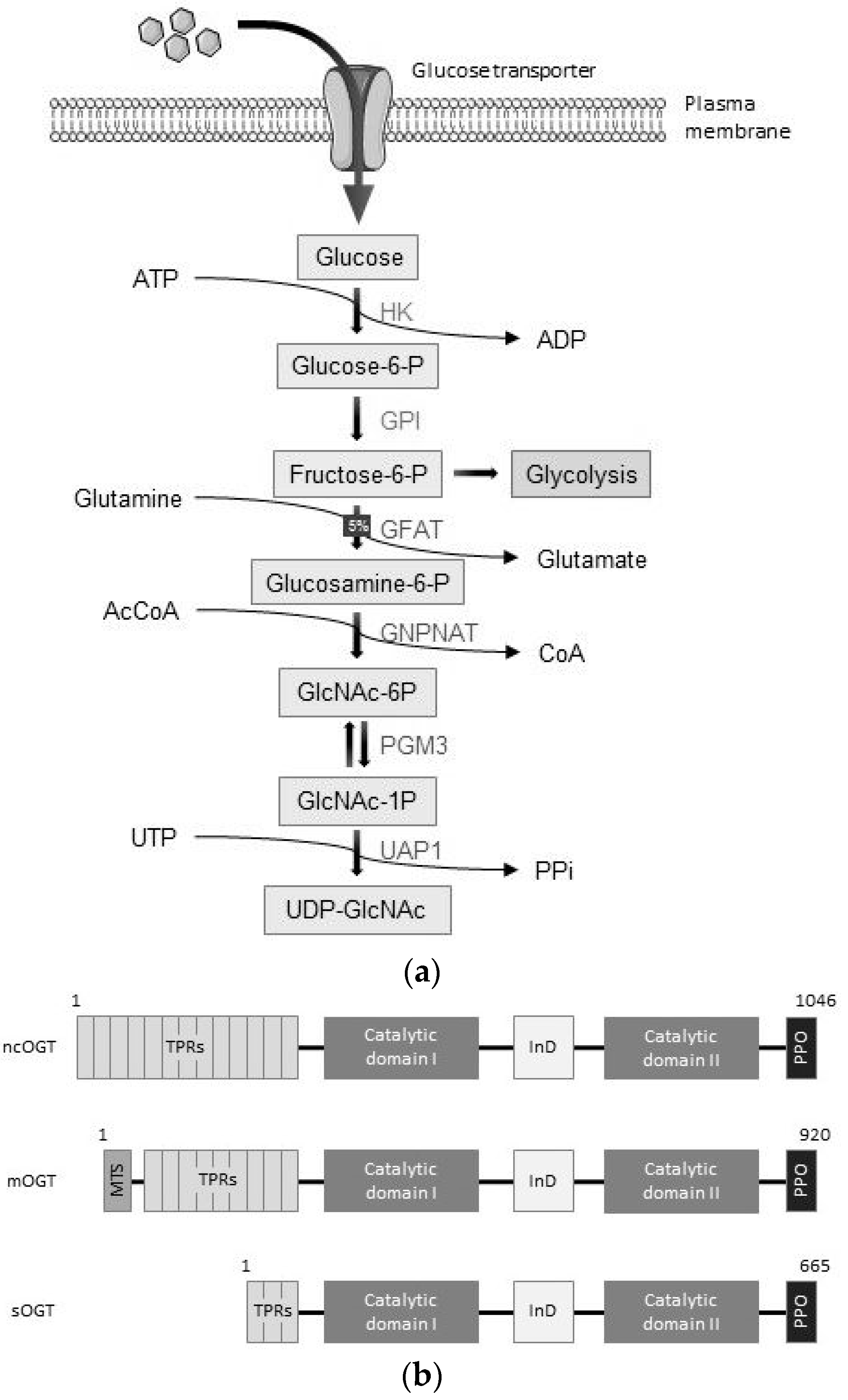 Ijms 20 01028 g002a Ijms 20 01028 g002a