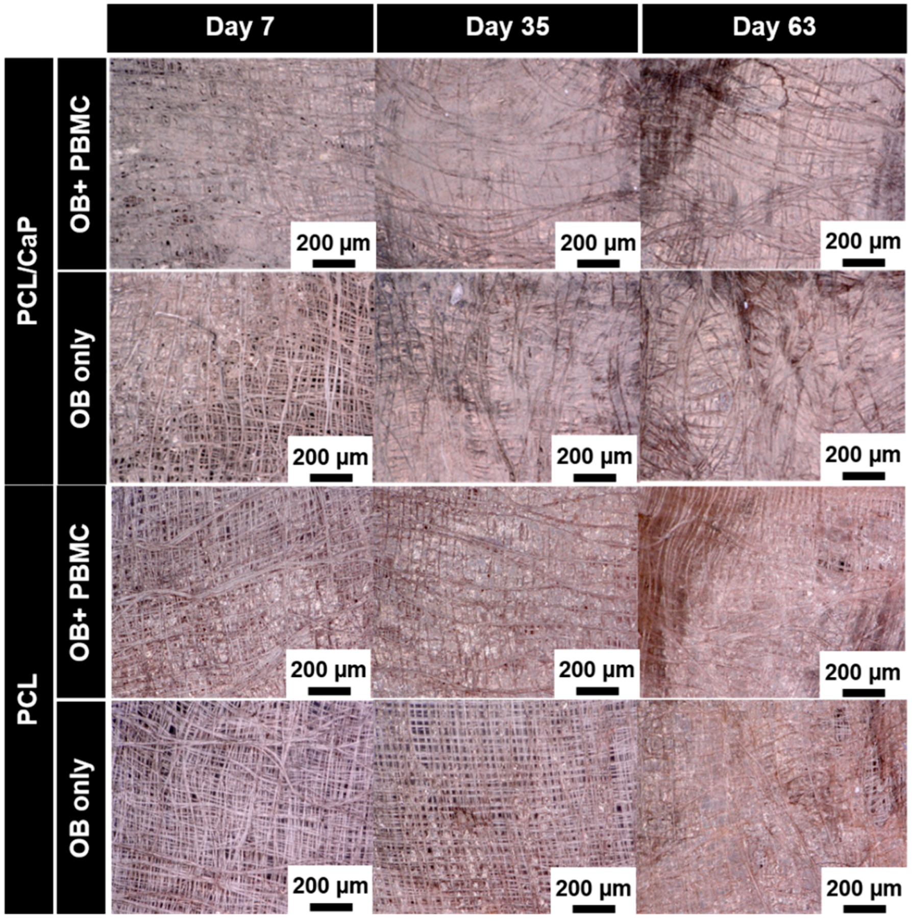 Ijms 20 01068 g003 Ijms 20 01068 g003