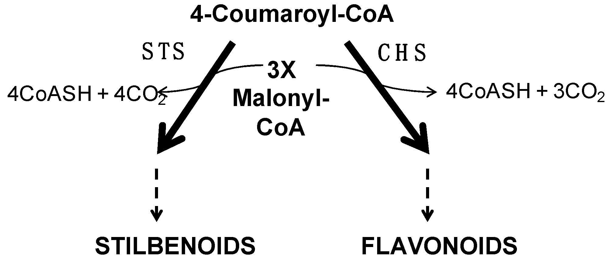 Ijms 20 01130 g008 Ijms 20 01130 g008