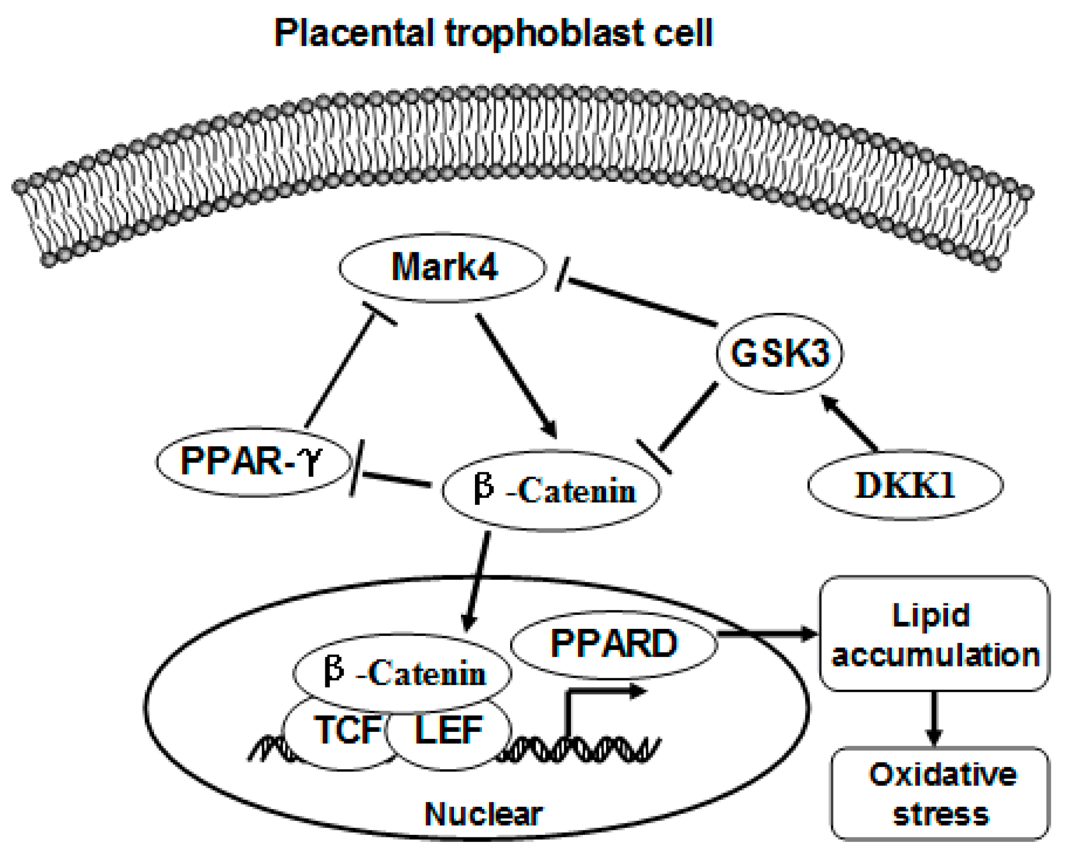 Ijms 20 01206 g008 Ijms 20 01206 g008
