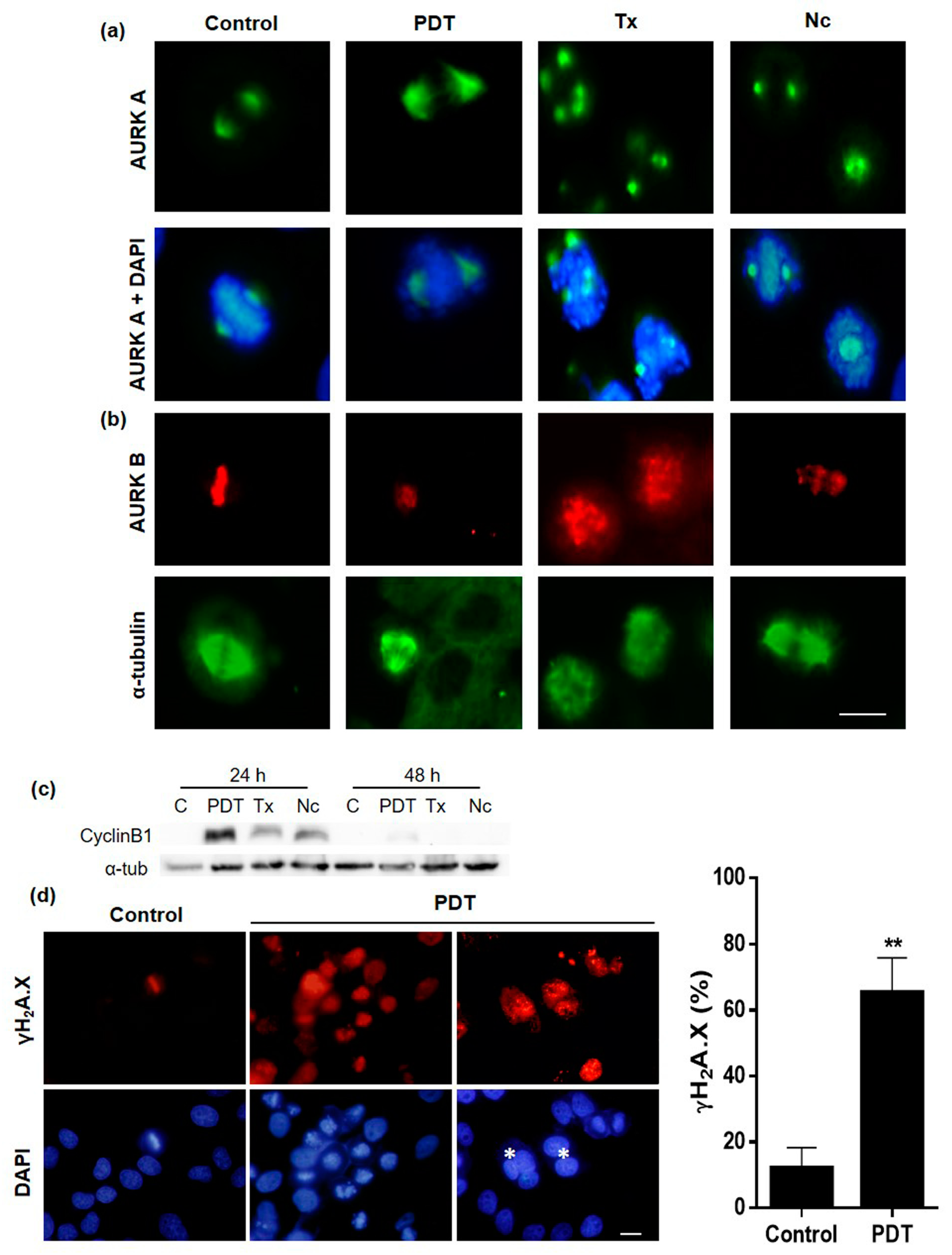 Ijms 20 01229 g006 Ijms 20 01229 g006