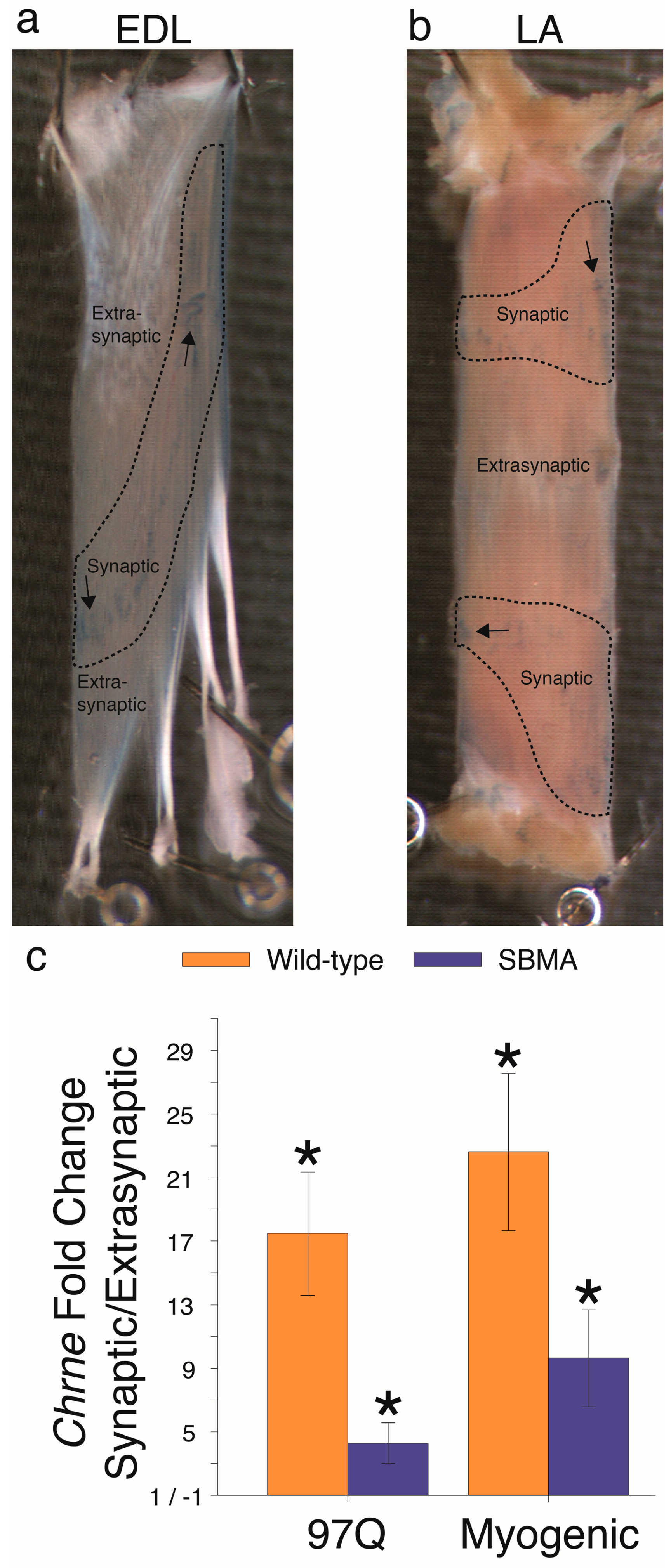 Ijms 20 01314 g001
