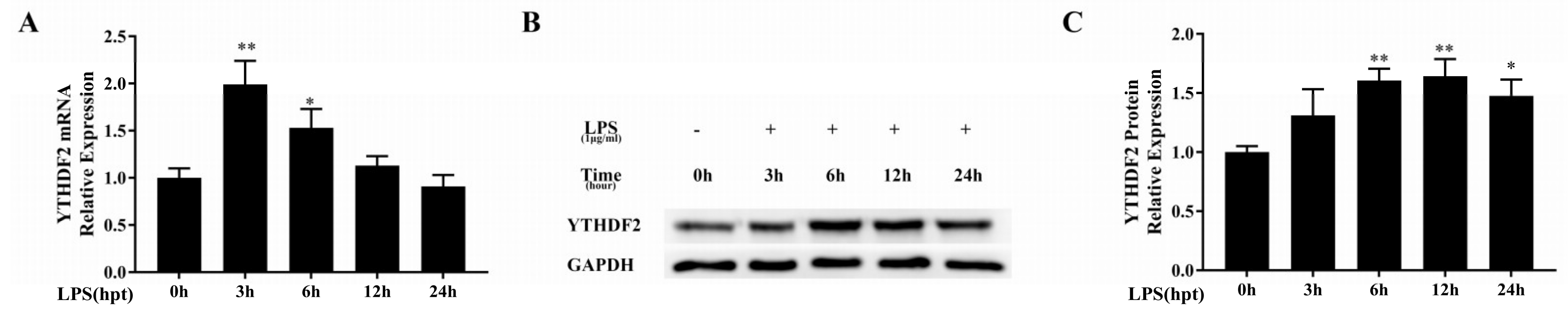 Ijms 20 01323 g001 Ijms 20 01323 g001
