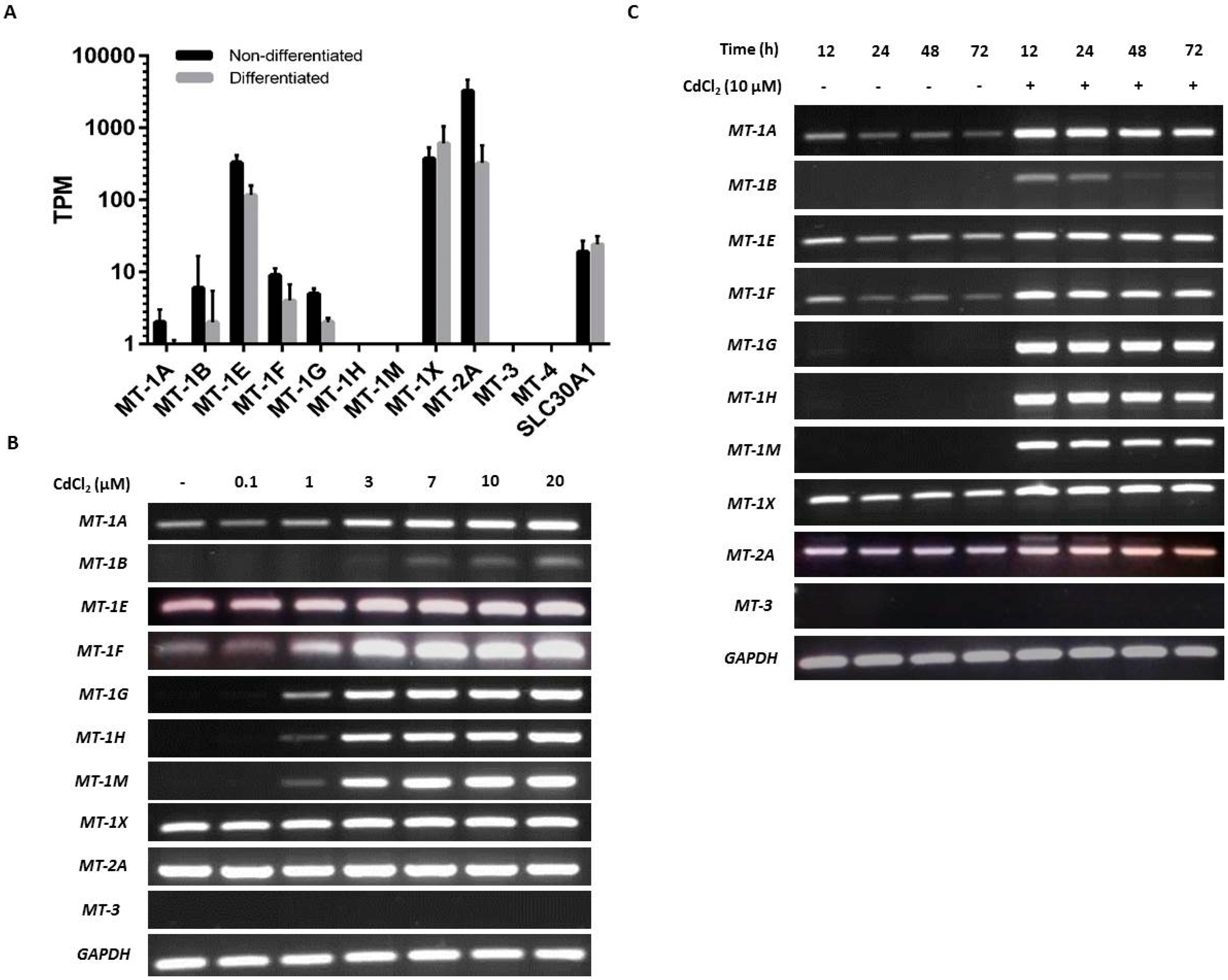 Ijms 20 01344 g002 Ijms 20 01344 g002