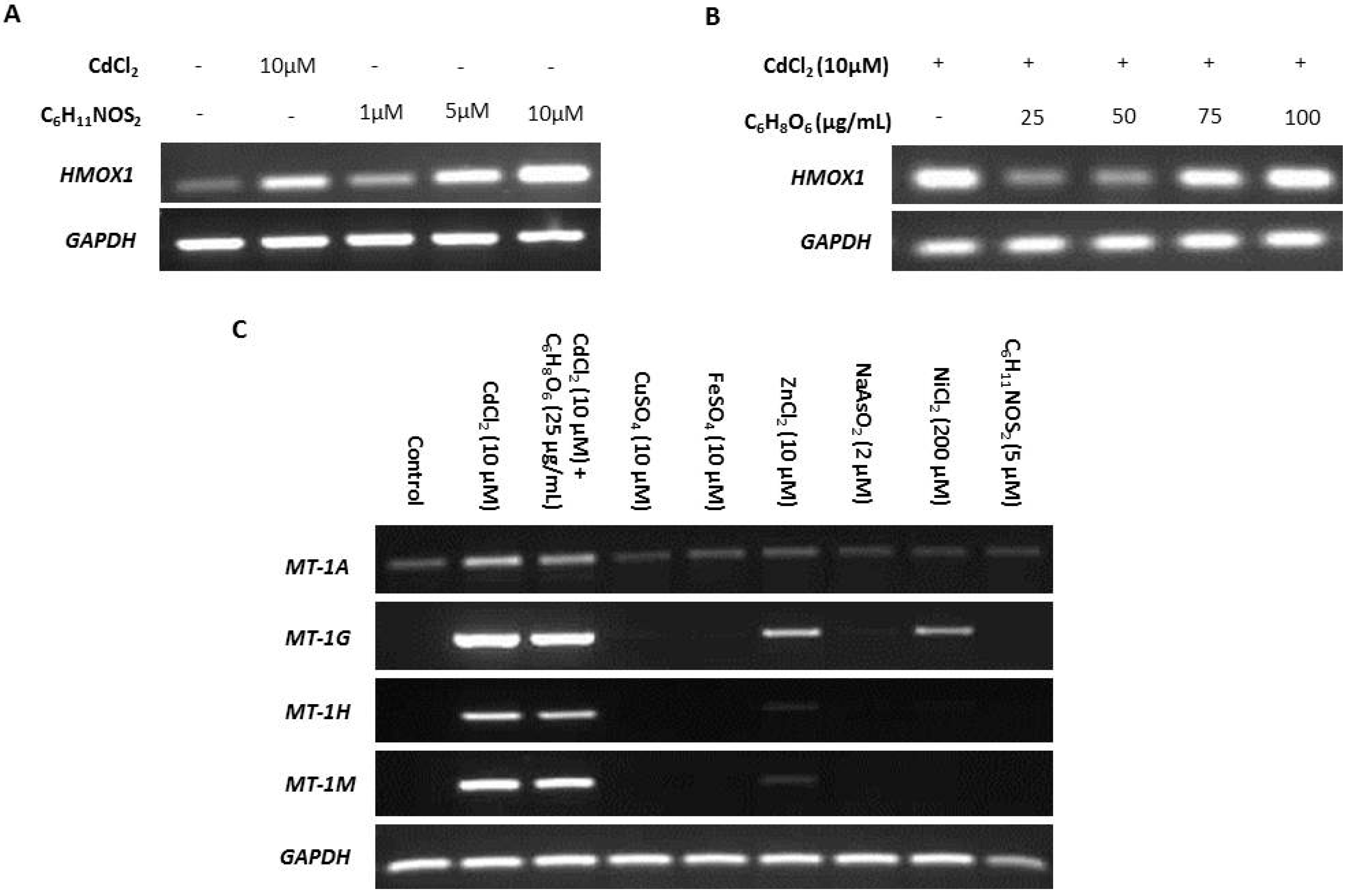 Ijms 20 01344 g003 Ijms 20 01344 g003