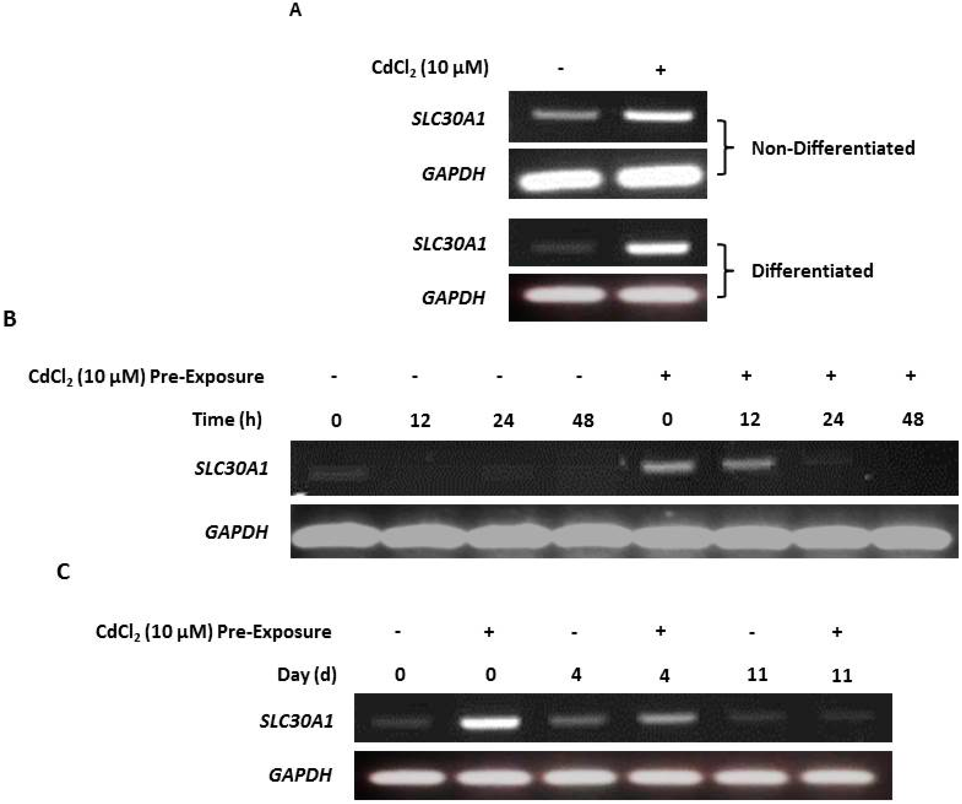 Ijms 20 01344 g005 Ijms 20 01344 g005