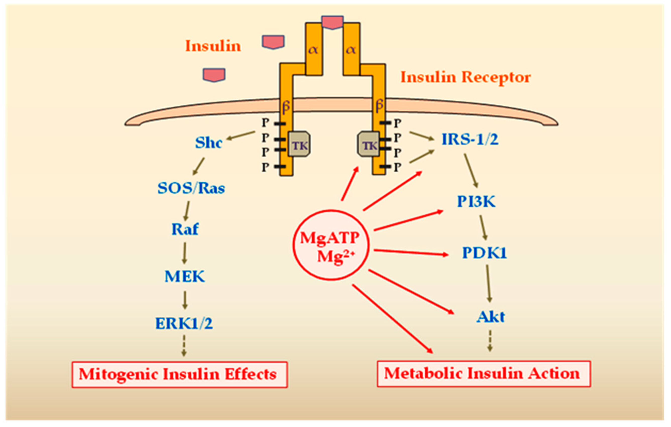 Ijms 20 01351 g002 Ijms 20 01351 g002