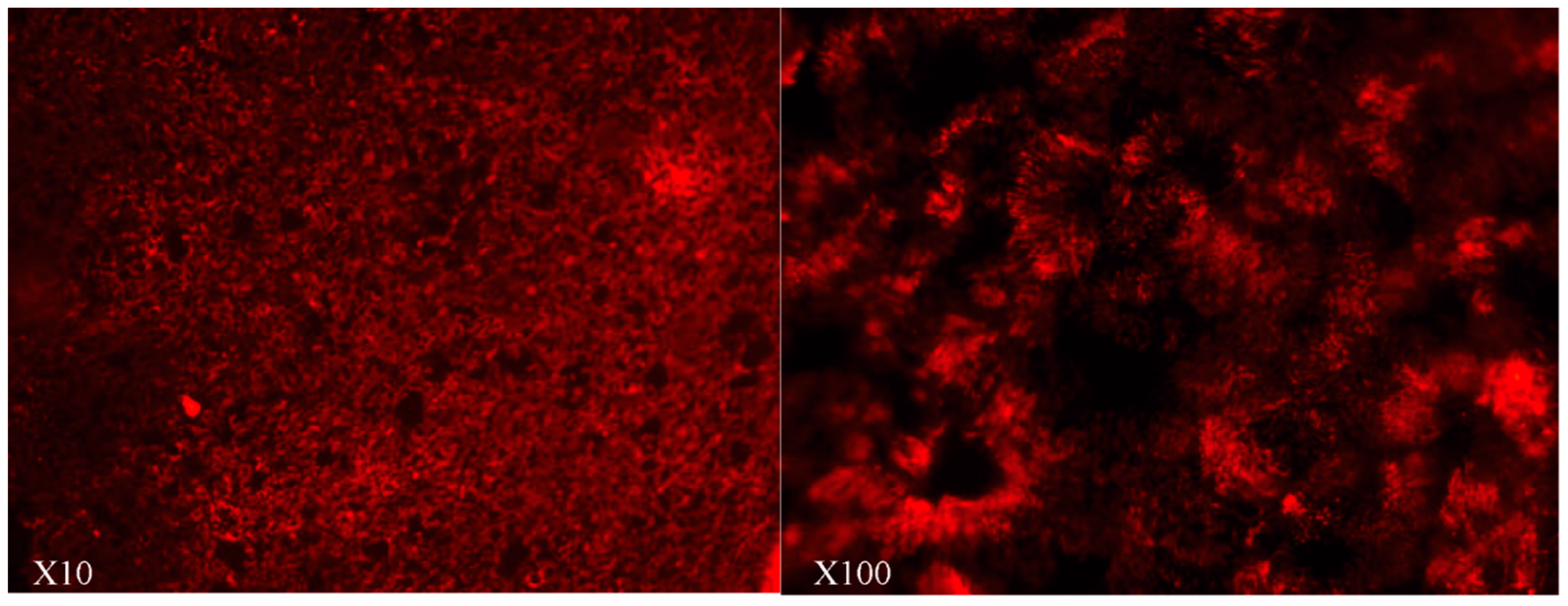 Ijms 20 01379 g001 Ijms 20 01379 g001