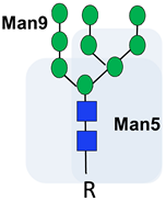 Ijms 20 01389 i007 Ijms 20 01389 i007