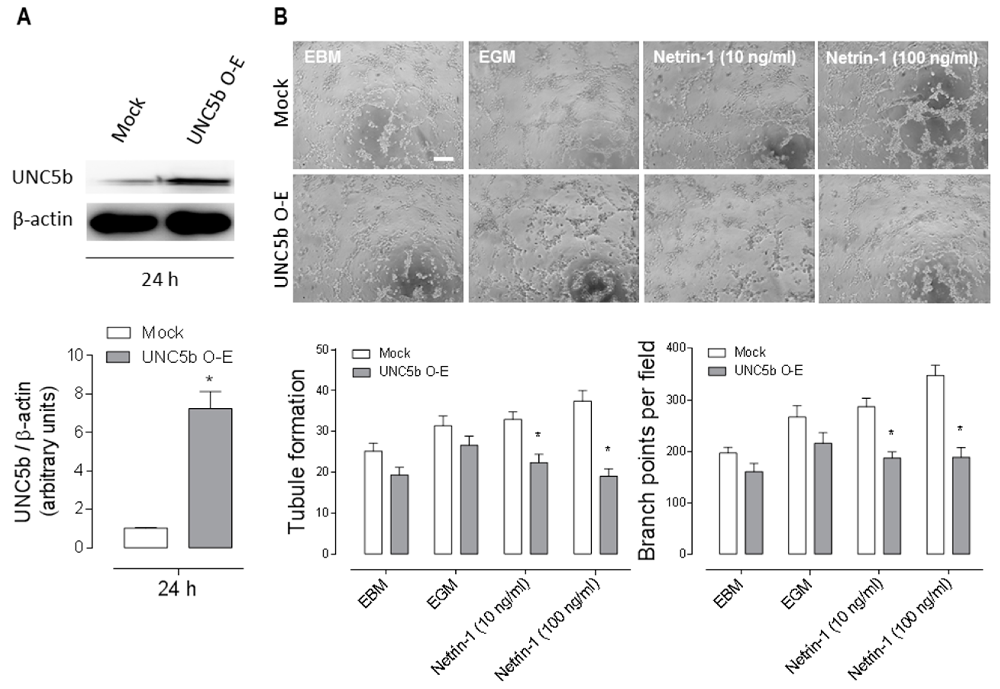 Ijms 20 01408 g004 Ijms 20 01408 g004