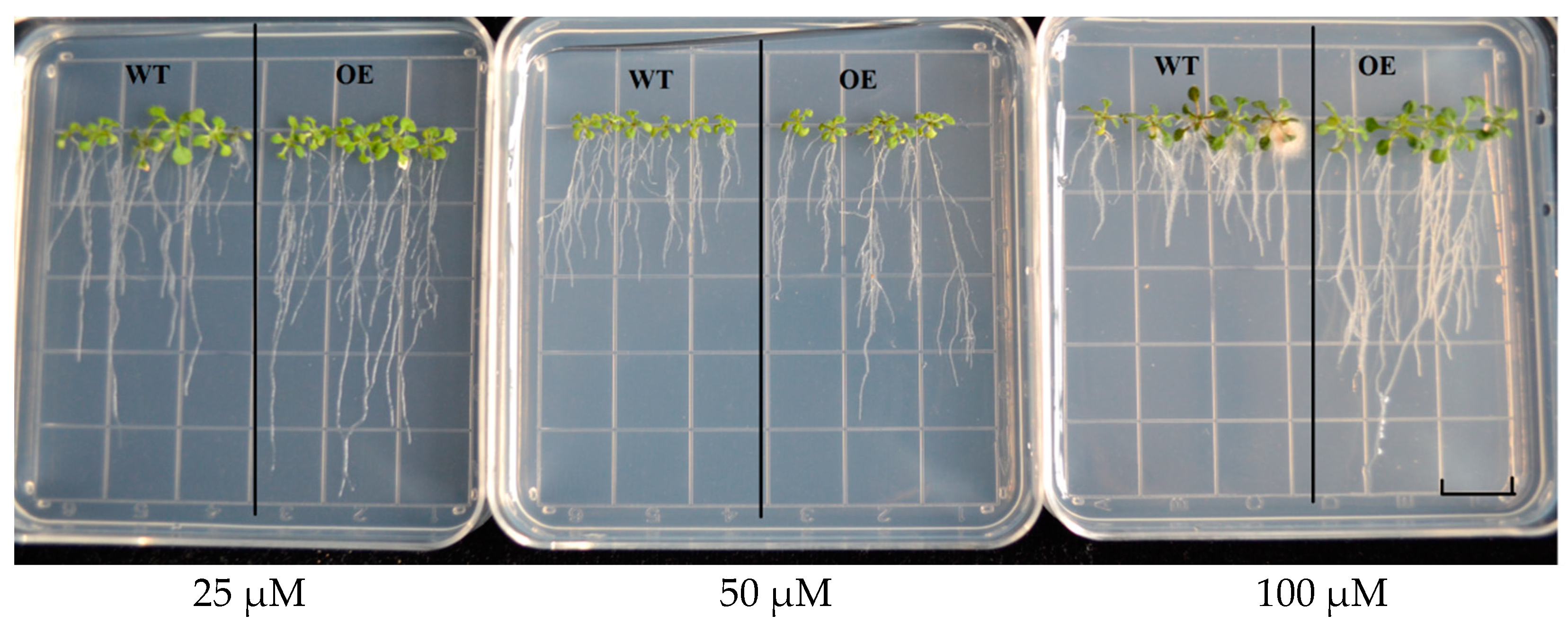 Ijms 20 01479 g011 Ijms 20 01479 g011