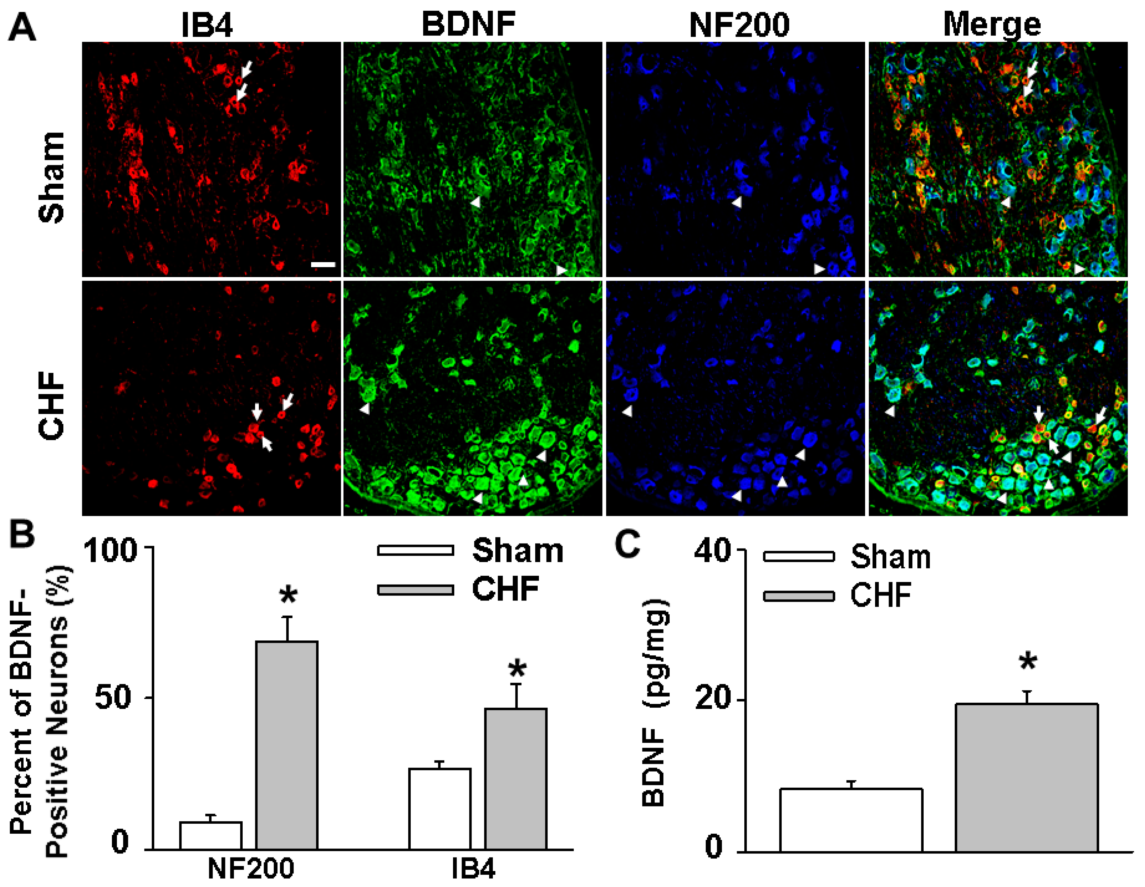 Ijms 20 01480 g001 Ijms 20 01480 g001
