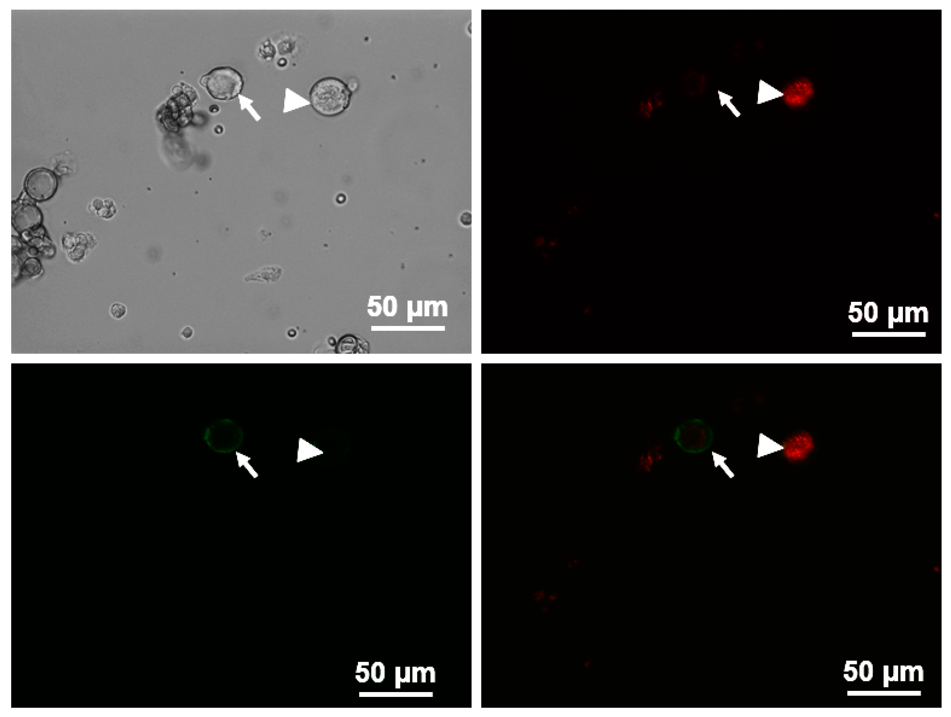 Ijms 20 01480 g004 Ijms 20 01480 g004