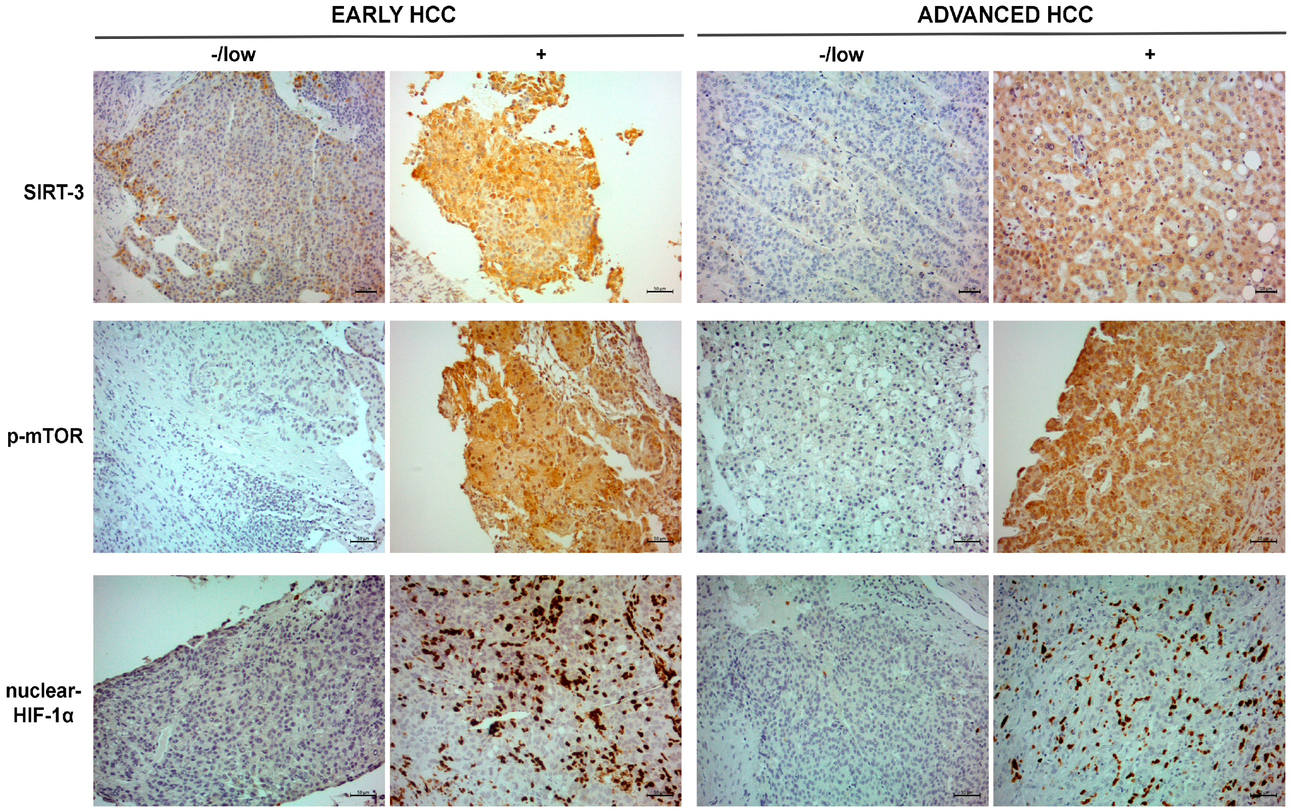 Ijms 20 01503 g001