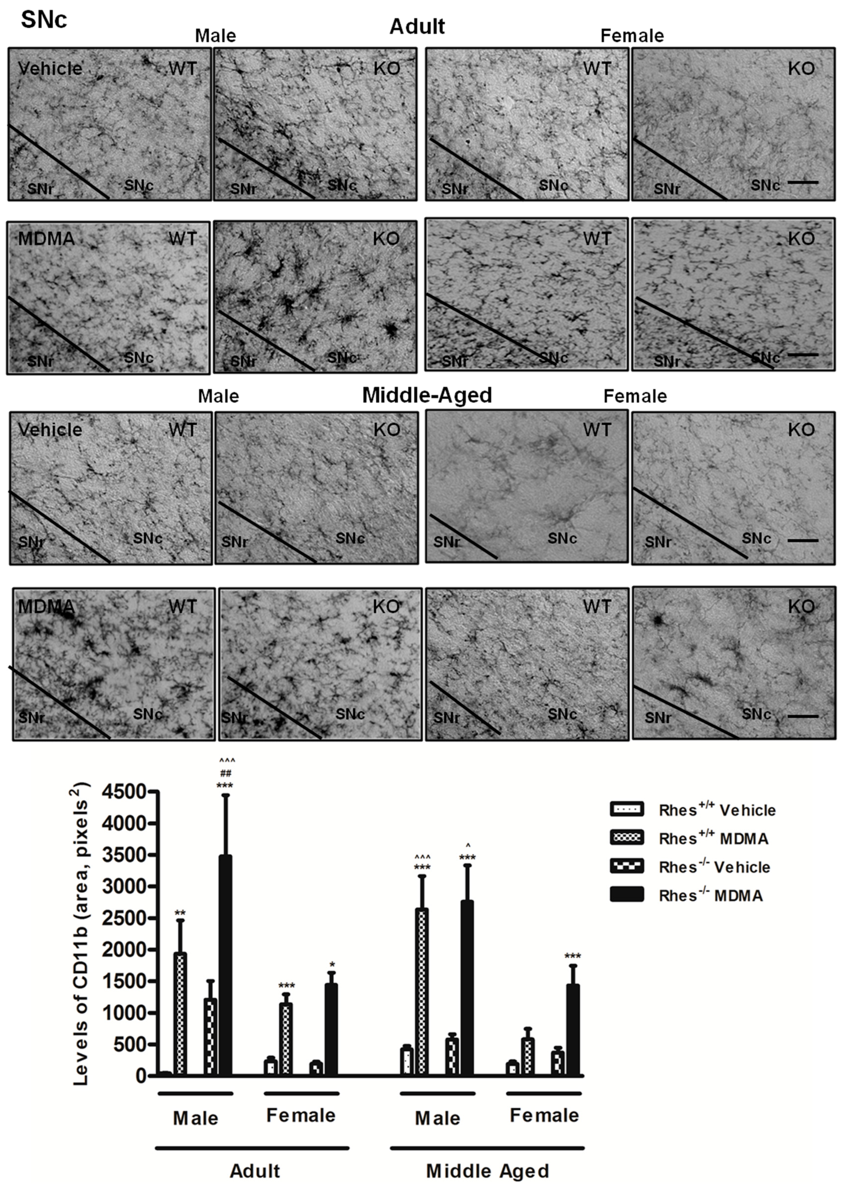 Ijms 20 01556 g004