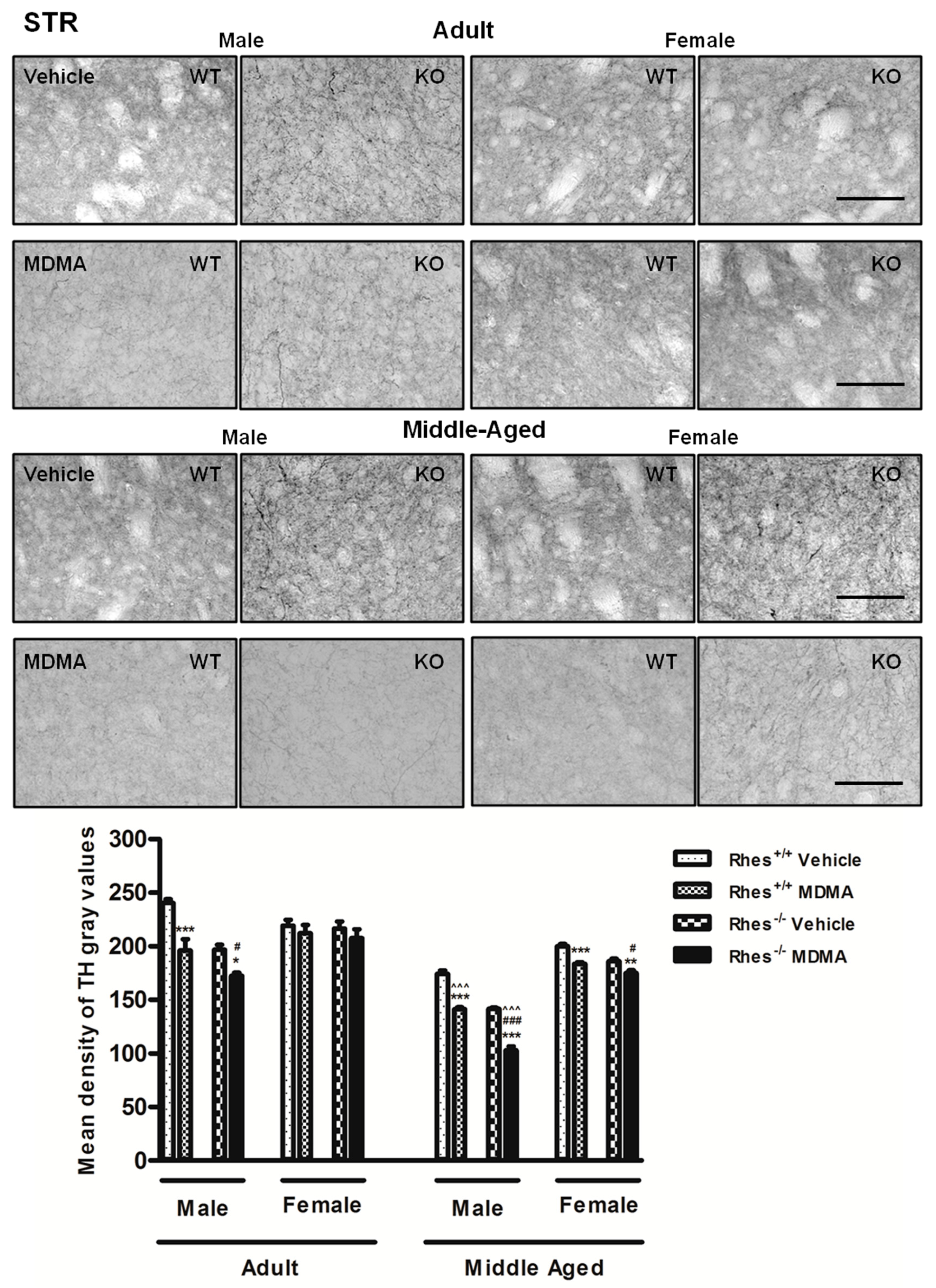 Ijms 20 01556 g005