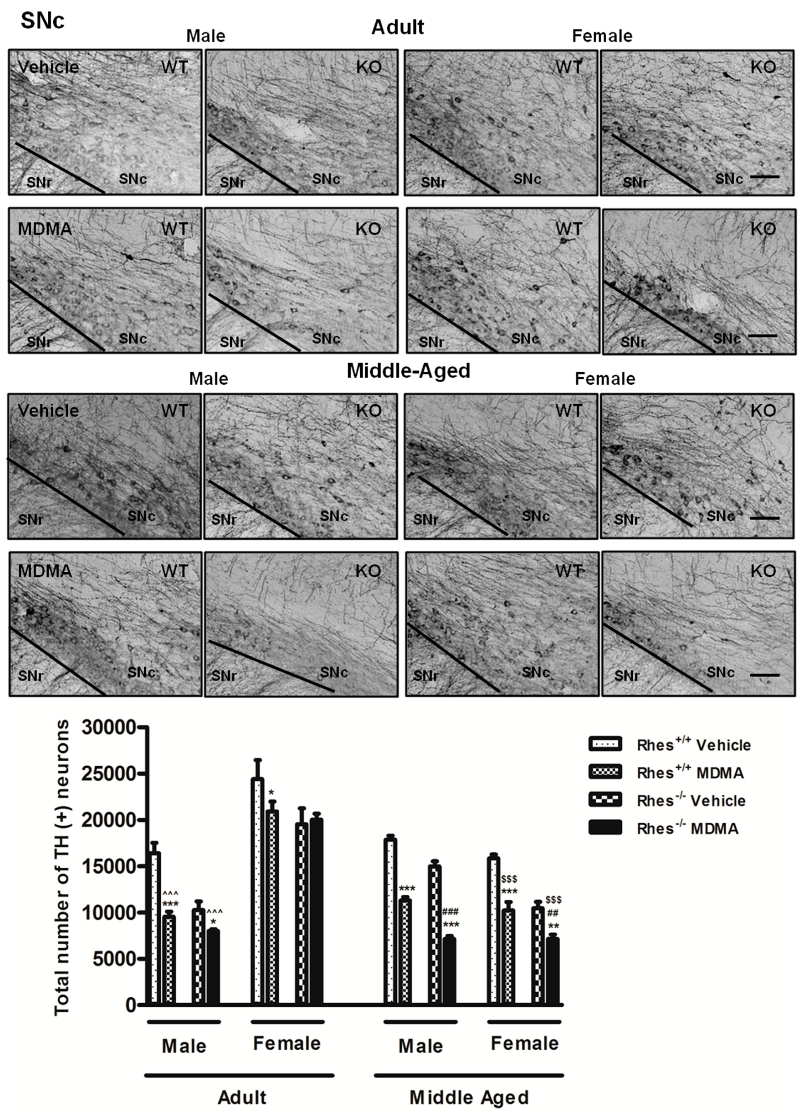 Ijms 20 01556 g006