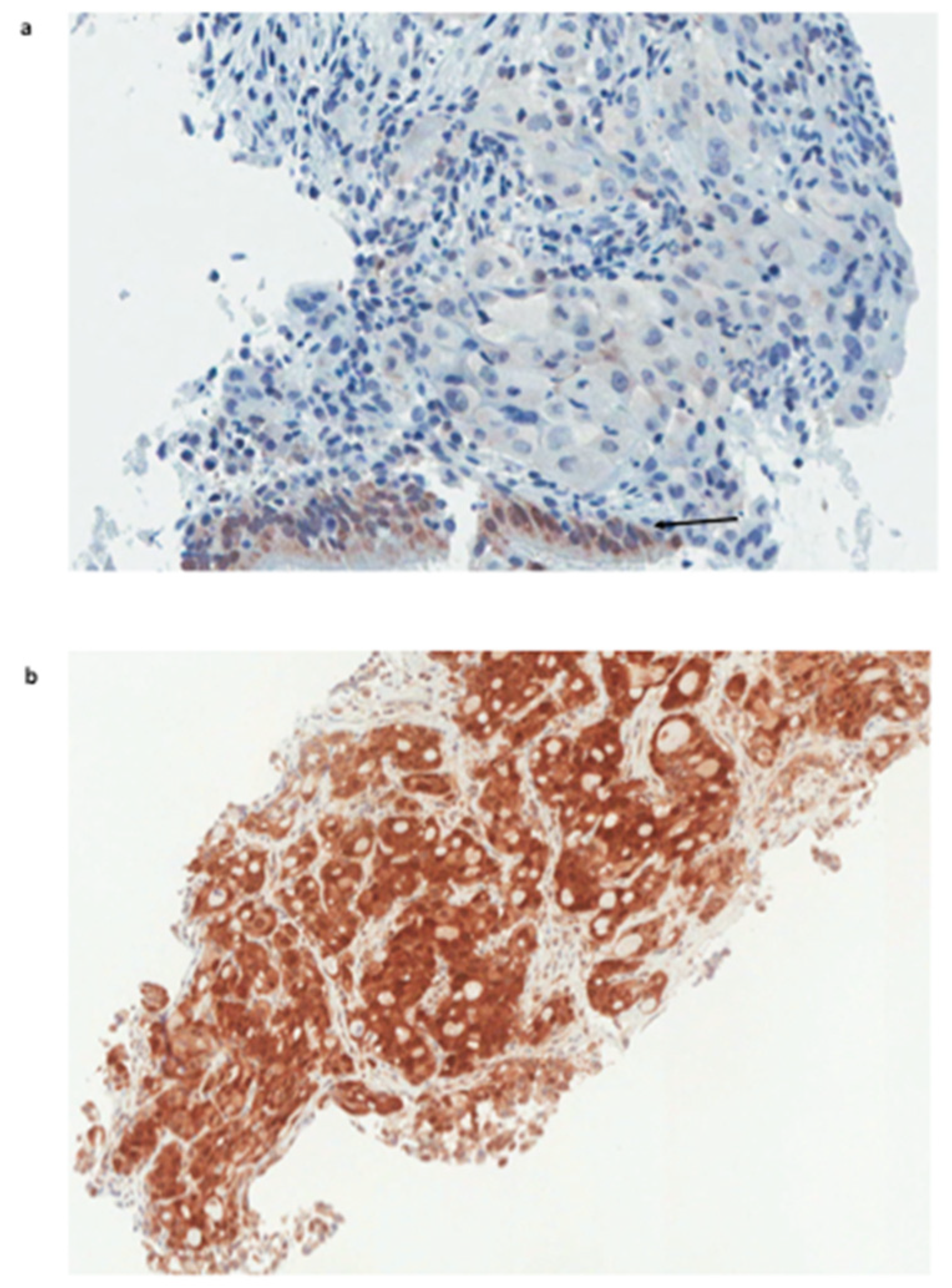 Ijms 20 01607 g001 Ijms 20 01607 g001