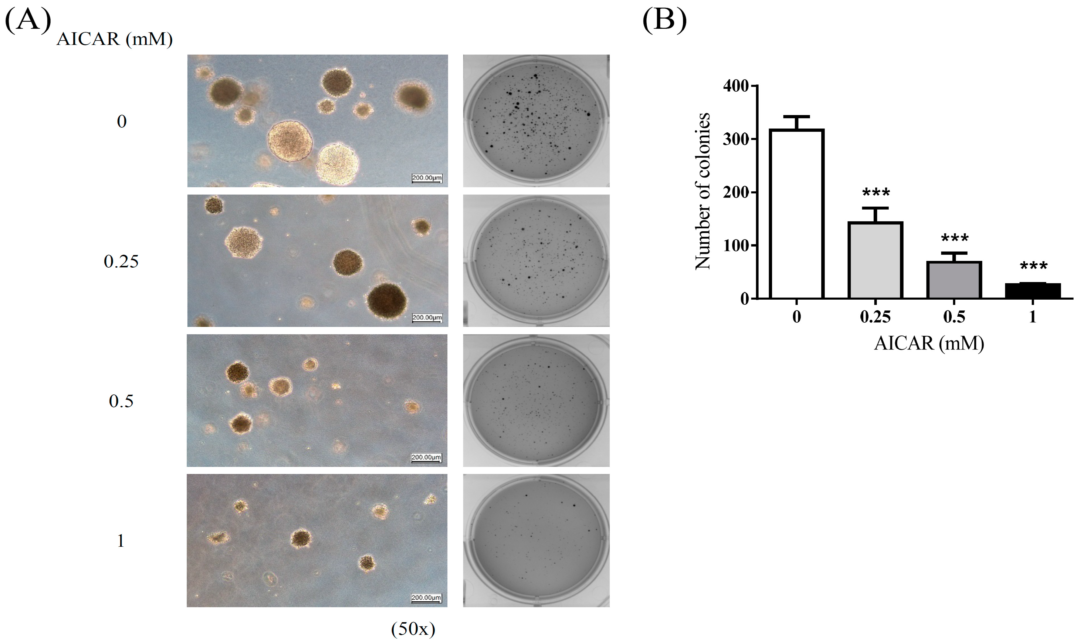 Ijms 20 01647 g002 Ijms 20 01647 g002