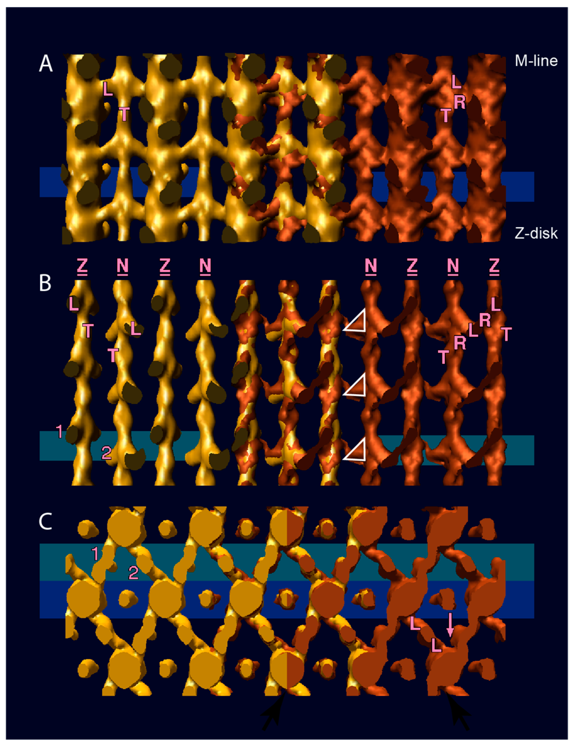 Ijms 20 01703 g003
