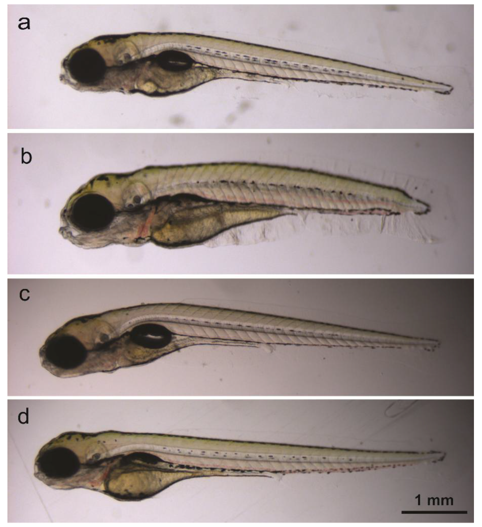 Ijms 20 01712 g004 Ijms 20 01712 g004