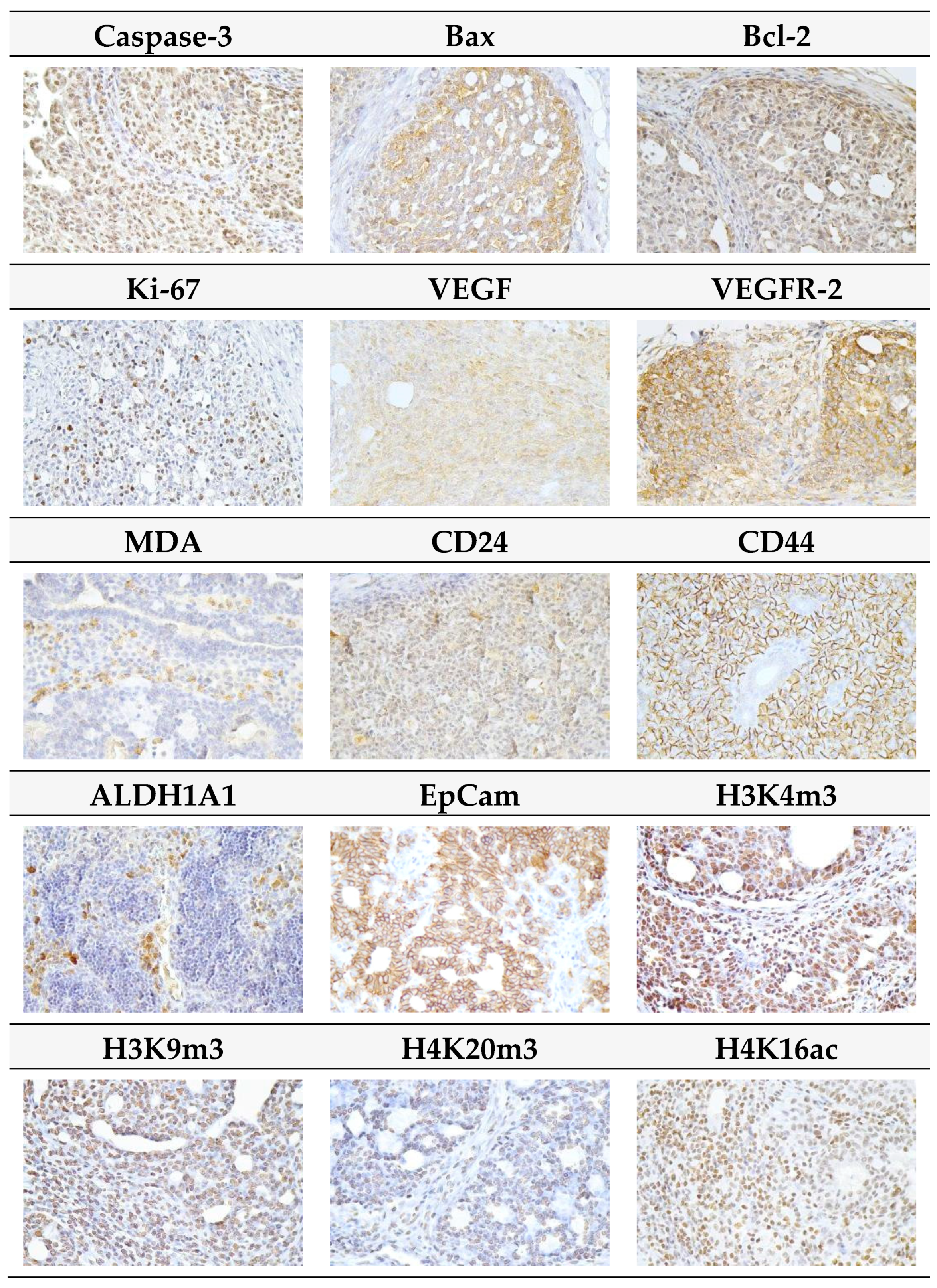 Ijms 20 01749 g005 Ijms 20 01749 g005