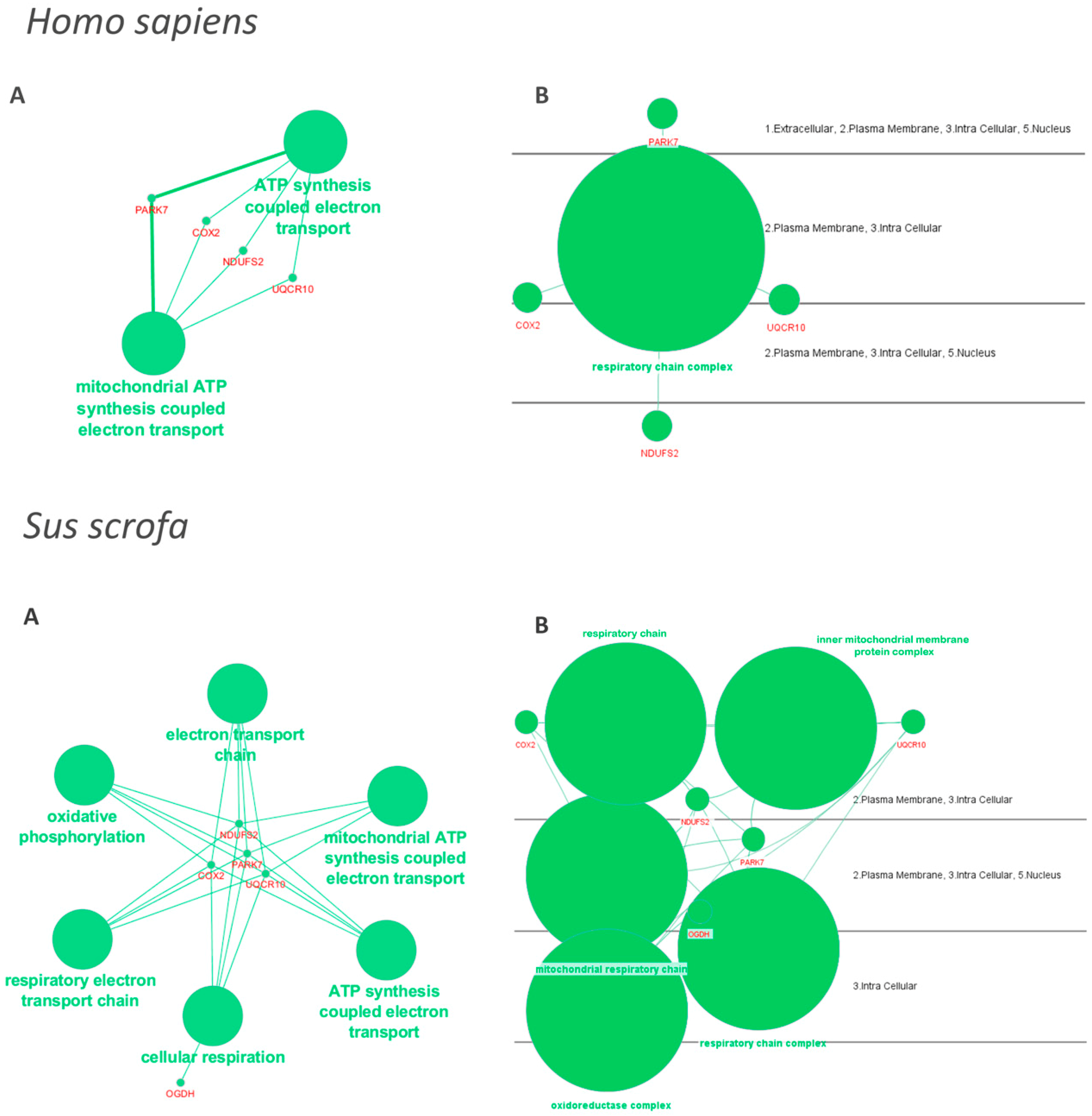 Ijms 20 01791 g004 Ijms 20 01791 g004