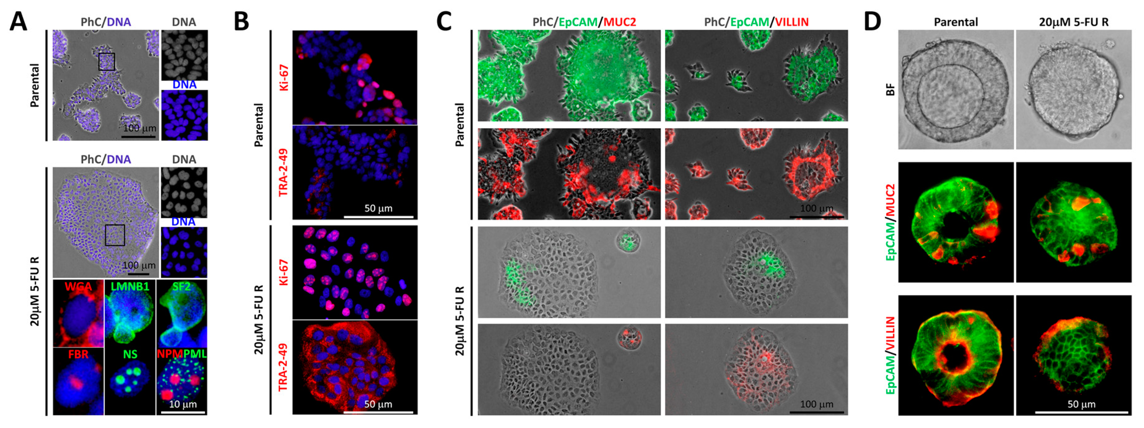 Ijms 20 01817 g002 Ijms 20 01817 g002