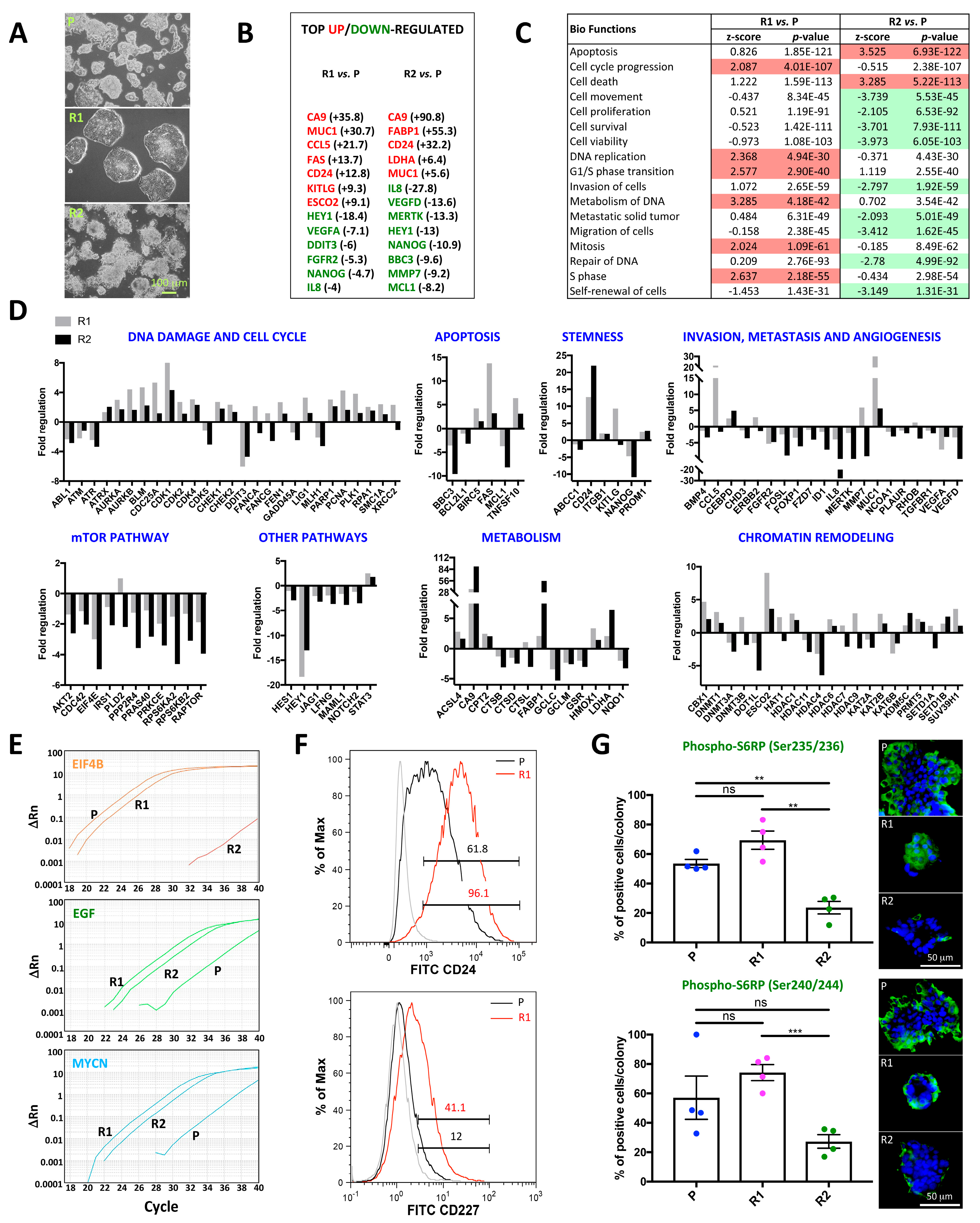 Ijms 20 01817 g003 Ijms 20 01817 g003
