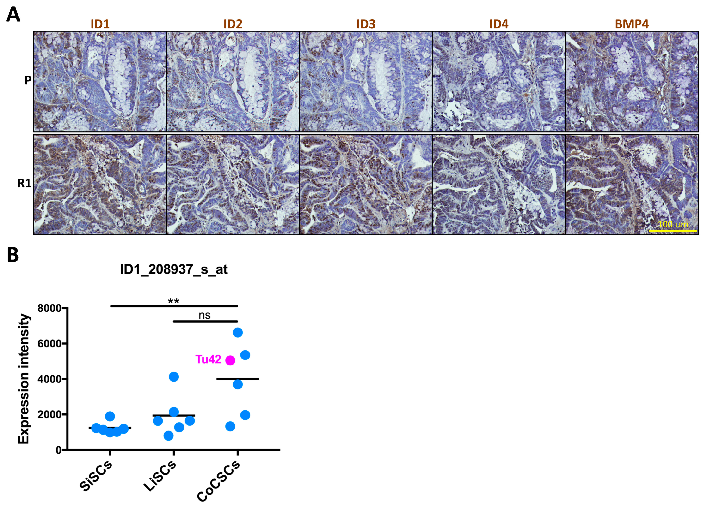 Ijms 20 01817 g005 Ijms 20 01817 g005