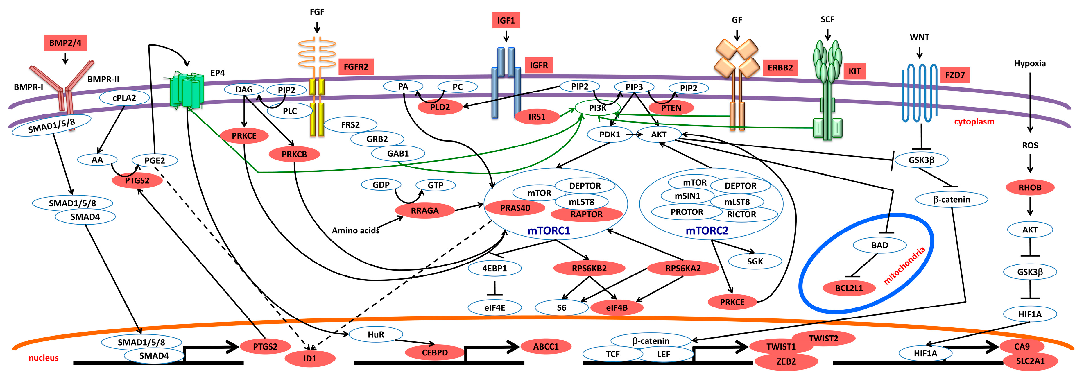 Ijms 20 01817 g006 Ijms 20 01817 g006