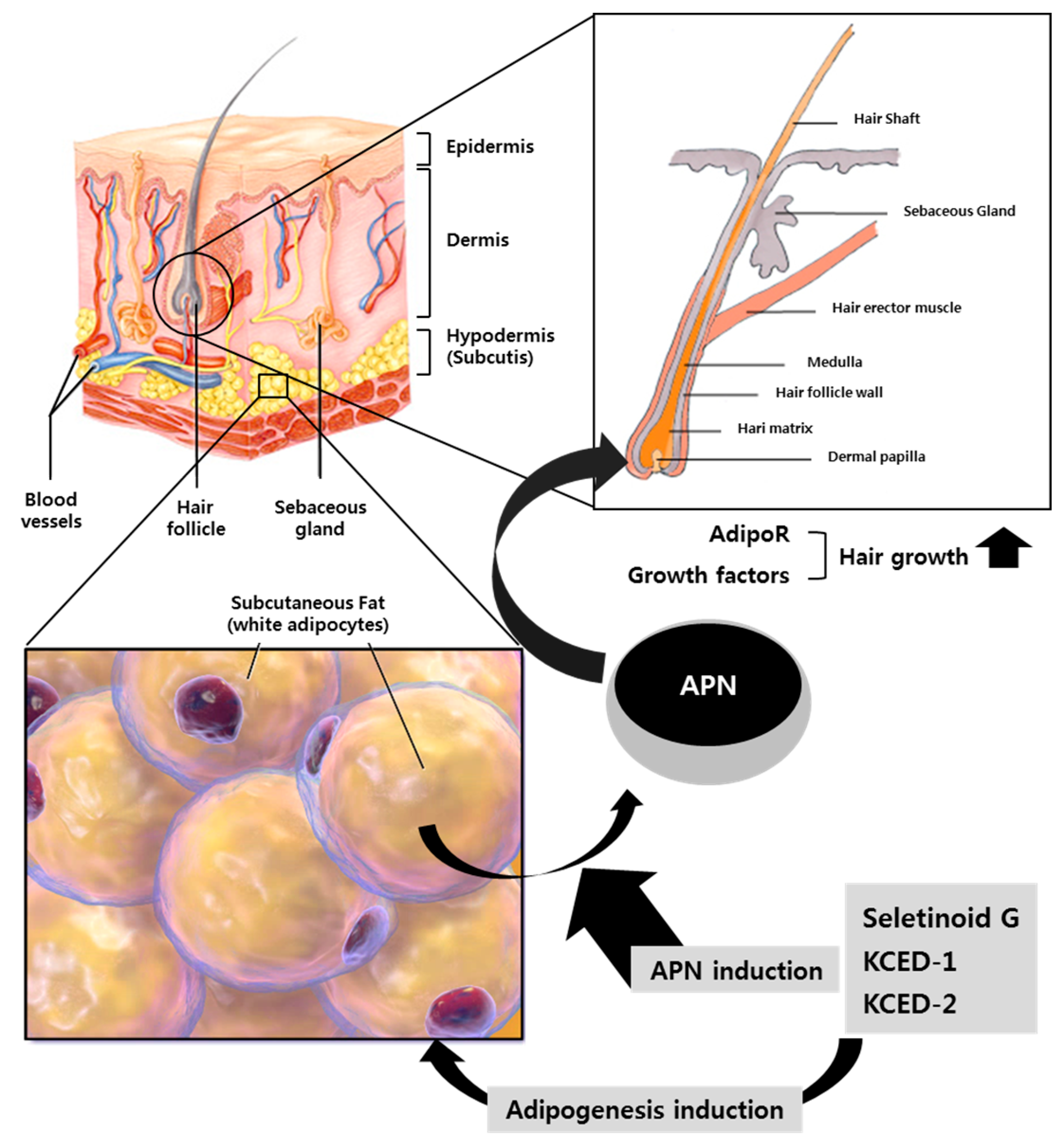 Ijms 20 01859 g006