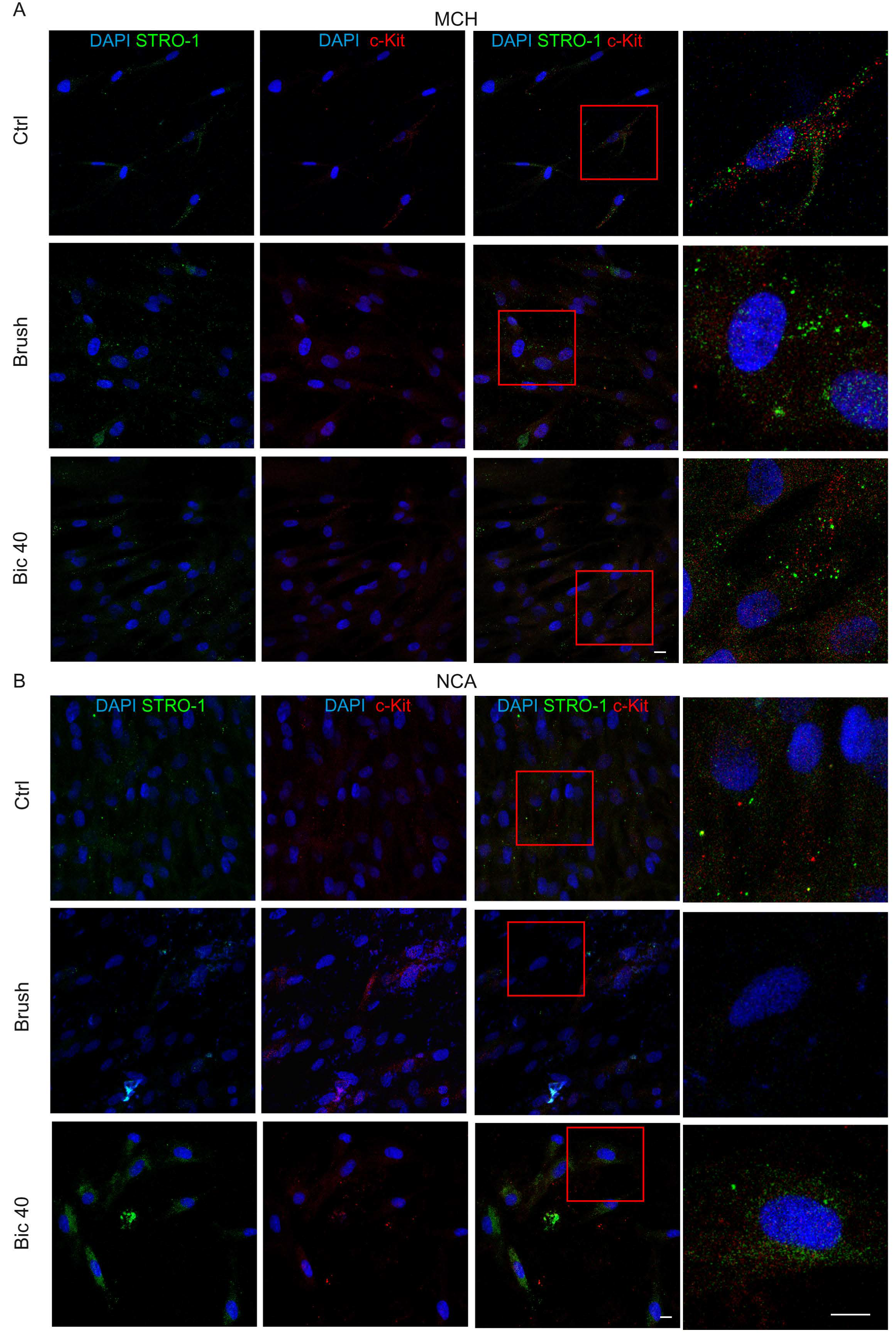 Ijms 20 01868 g005