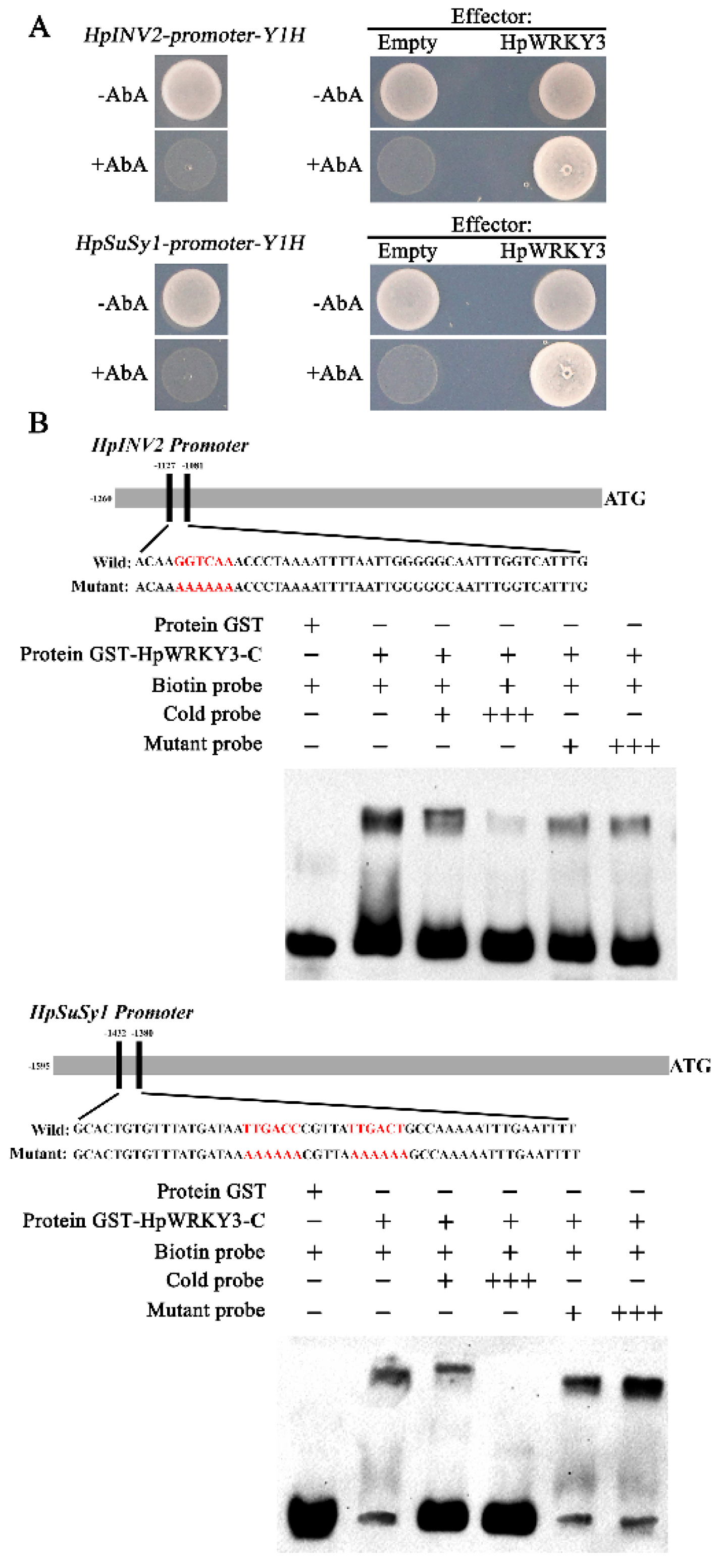 Ijms 20 01890 g003 Ijms 20 01890 g003