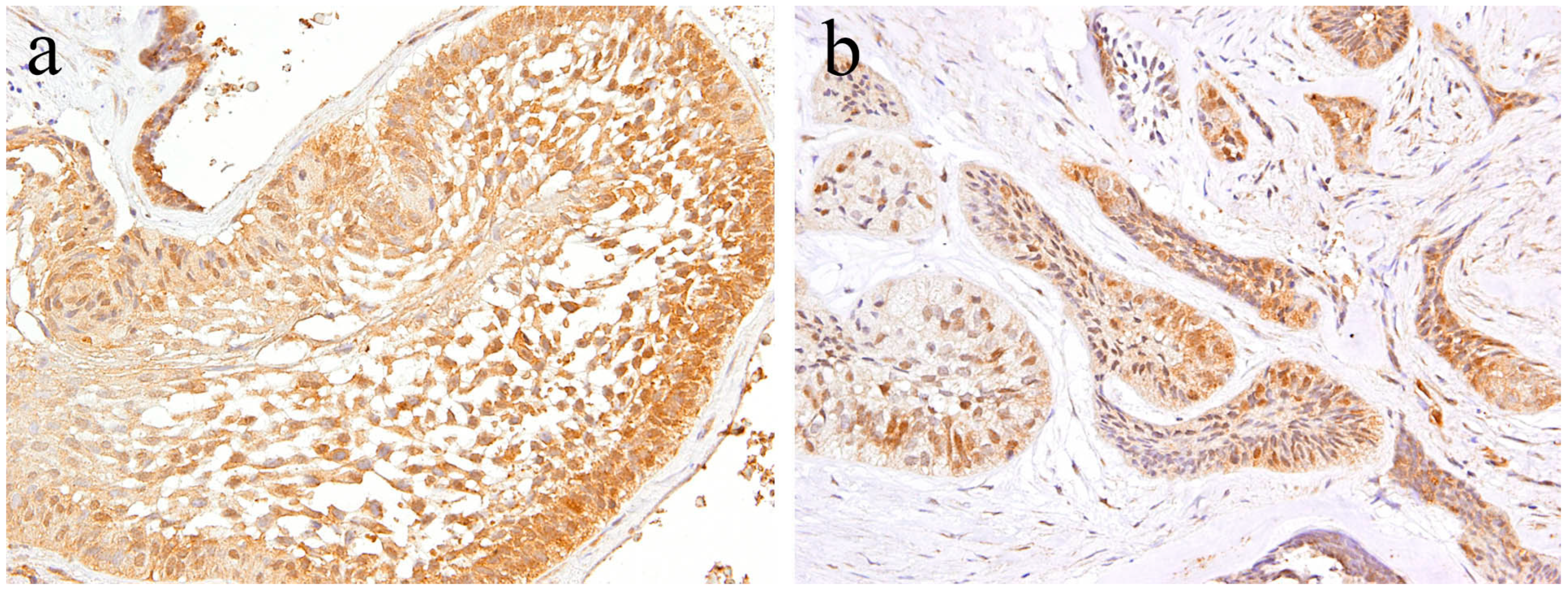 Ijms 20 01973 g002 Ijms 20 01973 g002