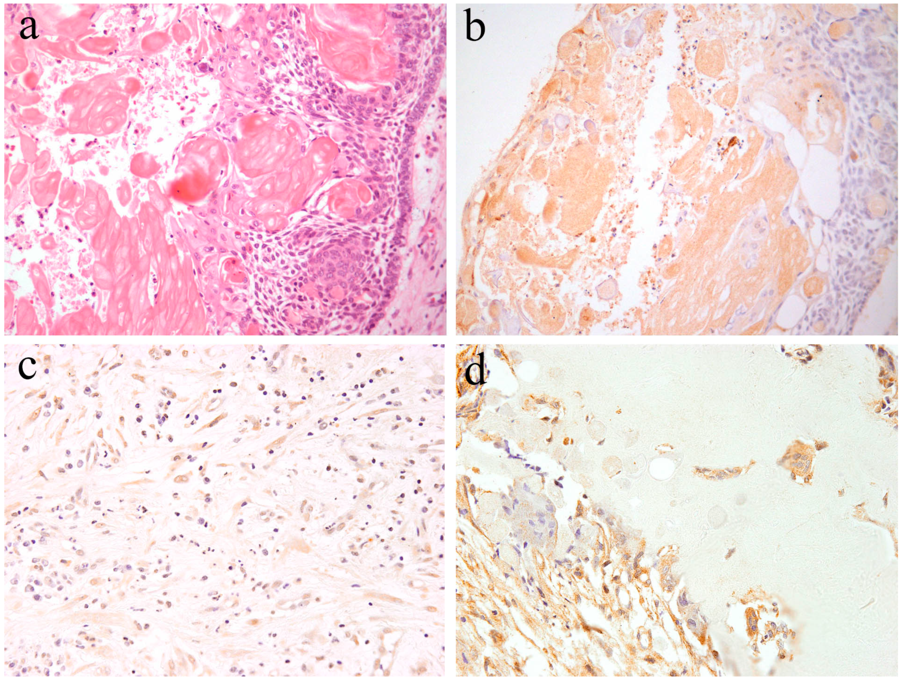 Ijms 20 01973 g005 Ijms 20 01973 g005