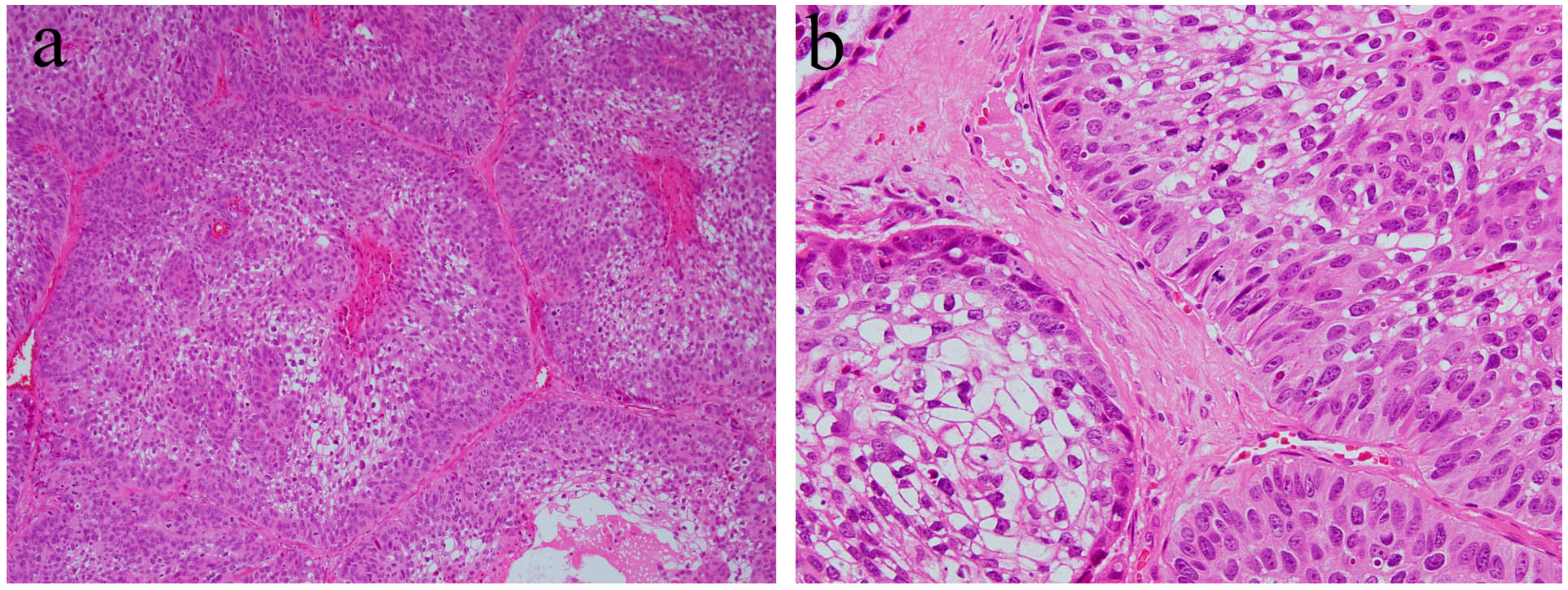 Ijms 20 01973 g006 Ijms 20 01973 g006