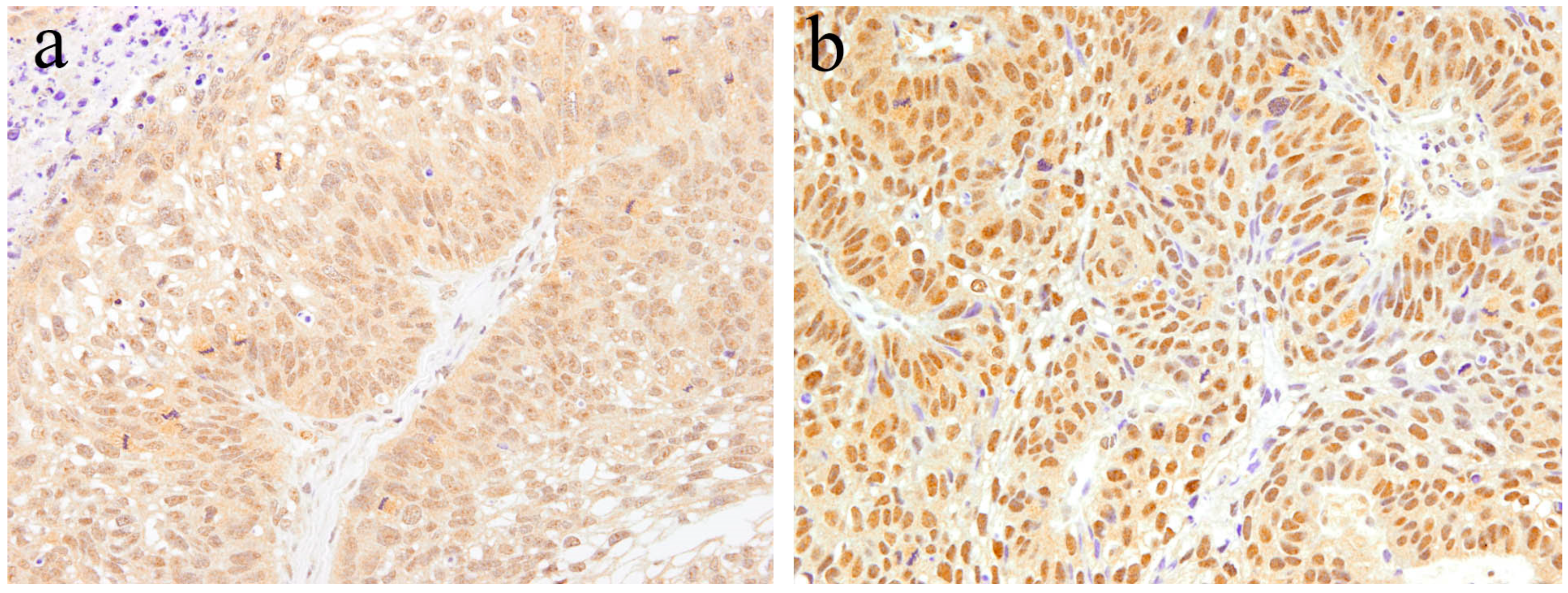 Ijms 20 01973 g007 Ijms 20 01973 g007