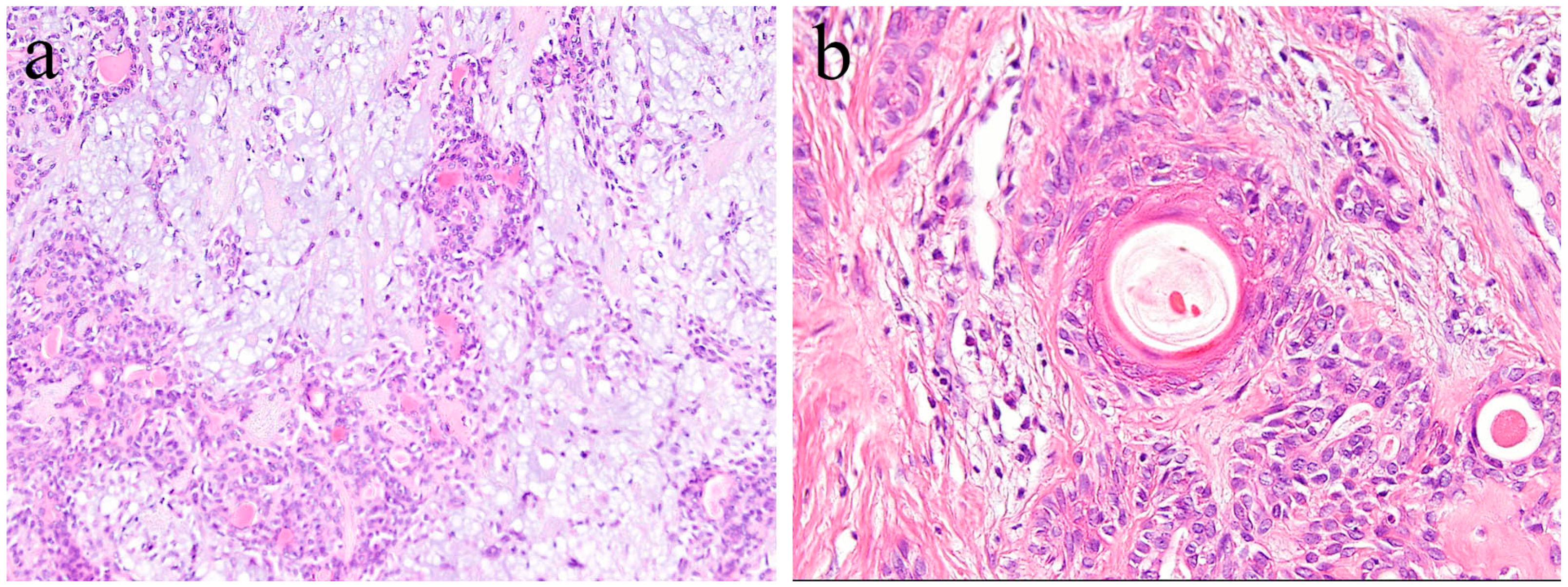 Ijms 20 01973 g008 Ijms 20 01973 g008