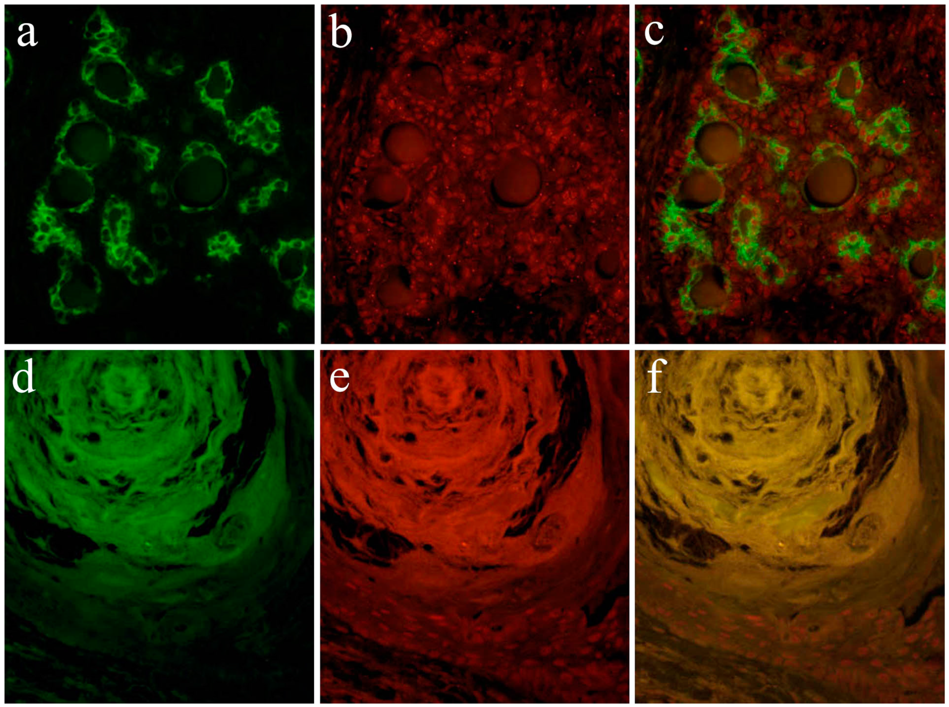 Ijms 20 01973 g009 Ijms 20 01973 g009