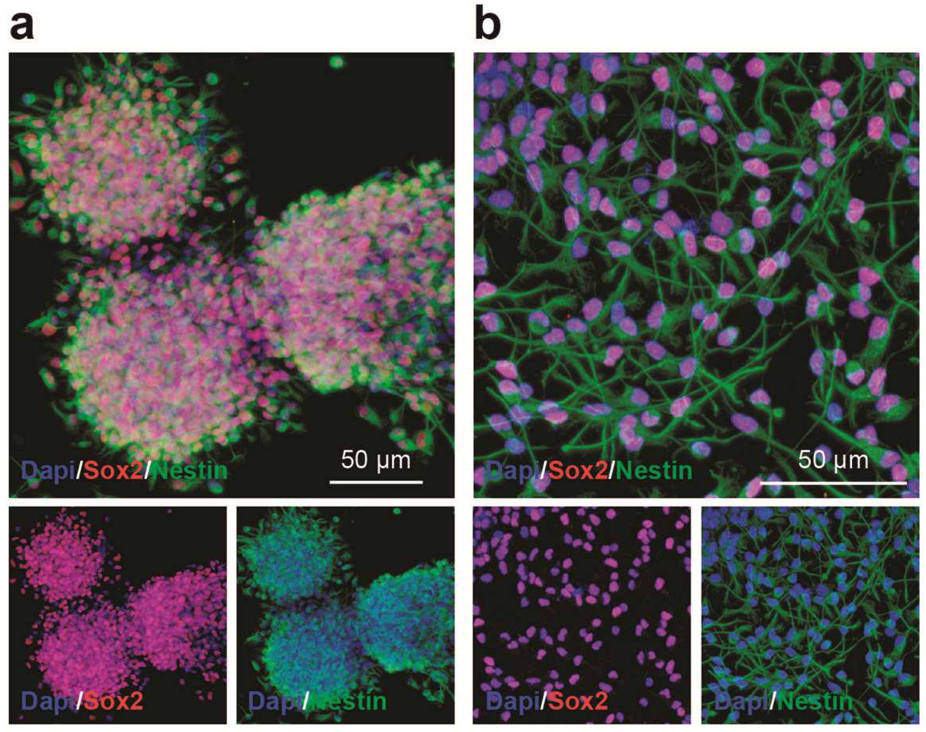 Ijms 20 01991 g001 Ijms 20 01991 g001