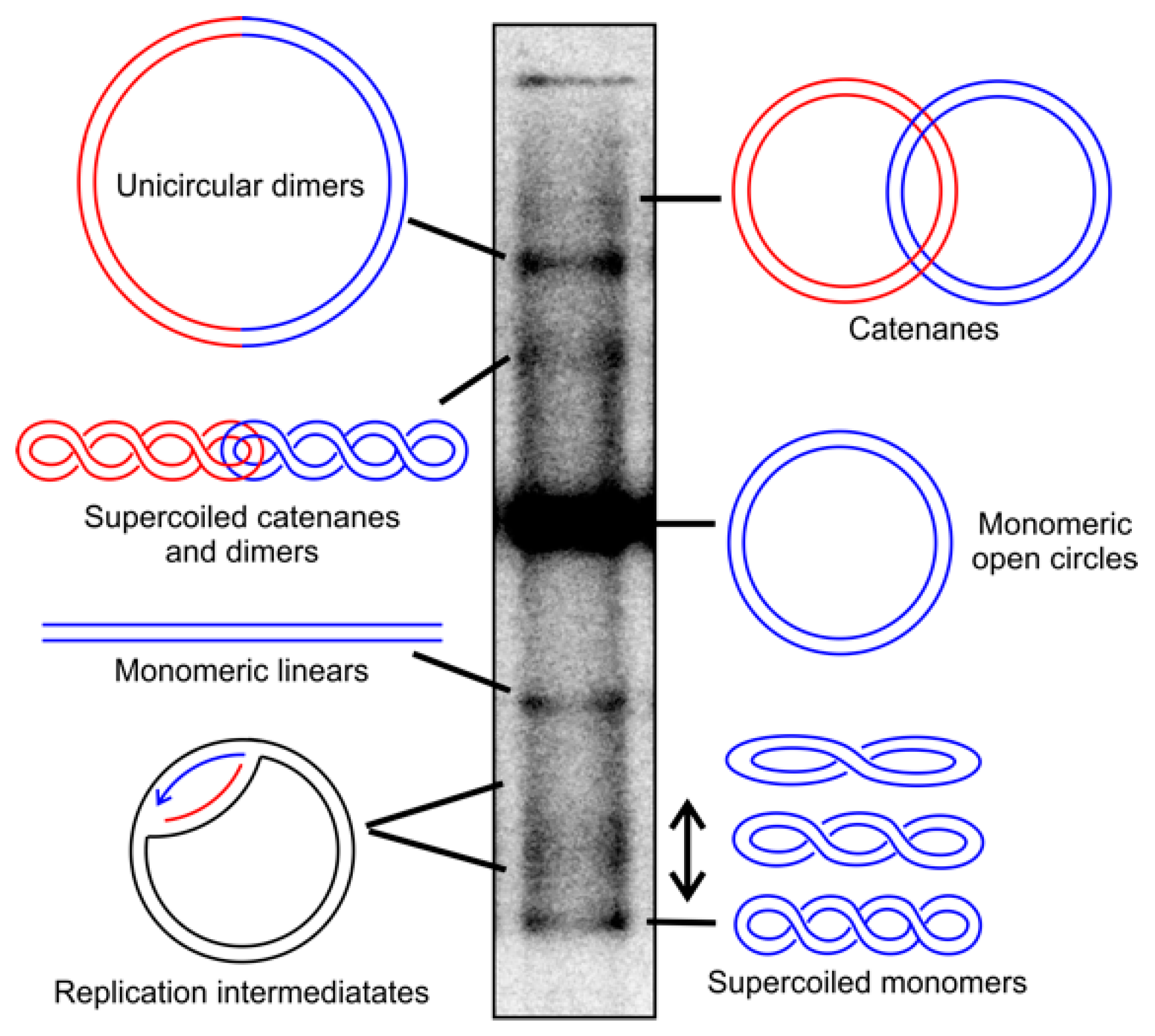 Ijms 20 02041 g001