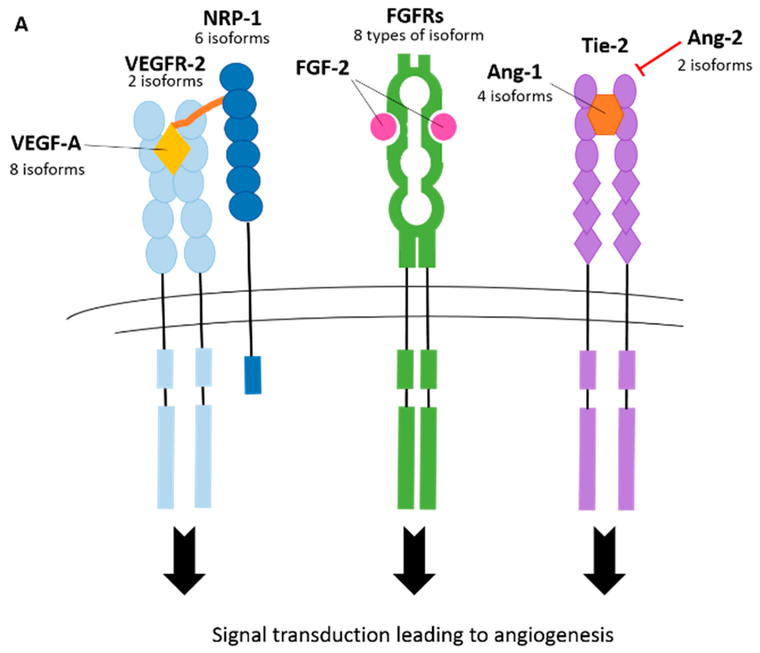 Ijms 20 02067 g003a Ijms 20 02067 g003a