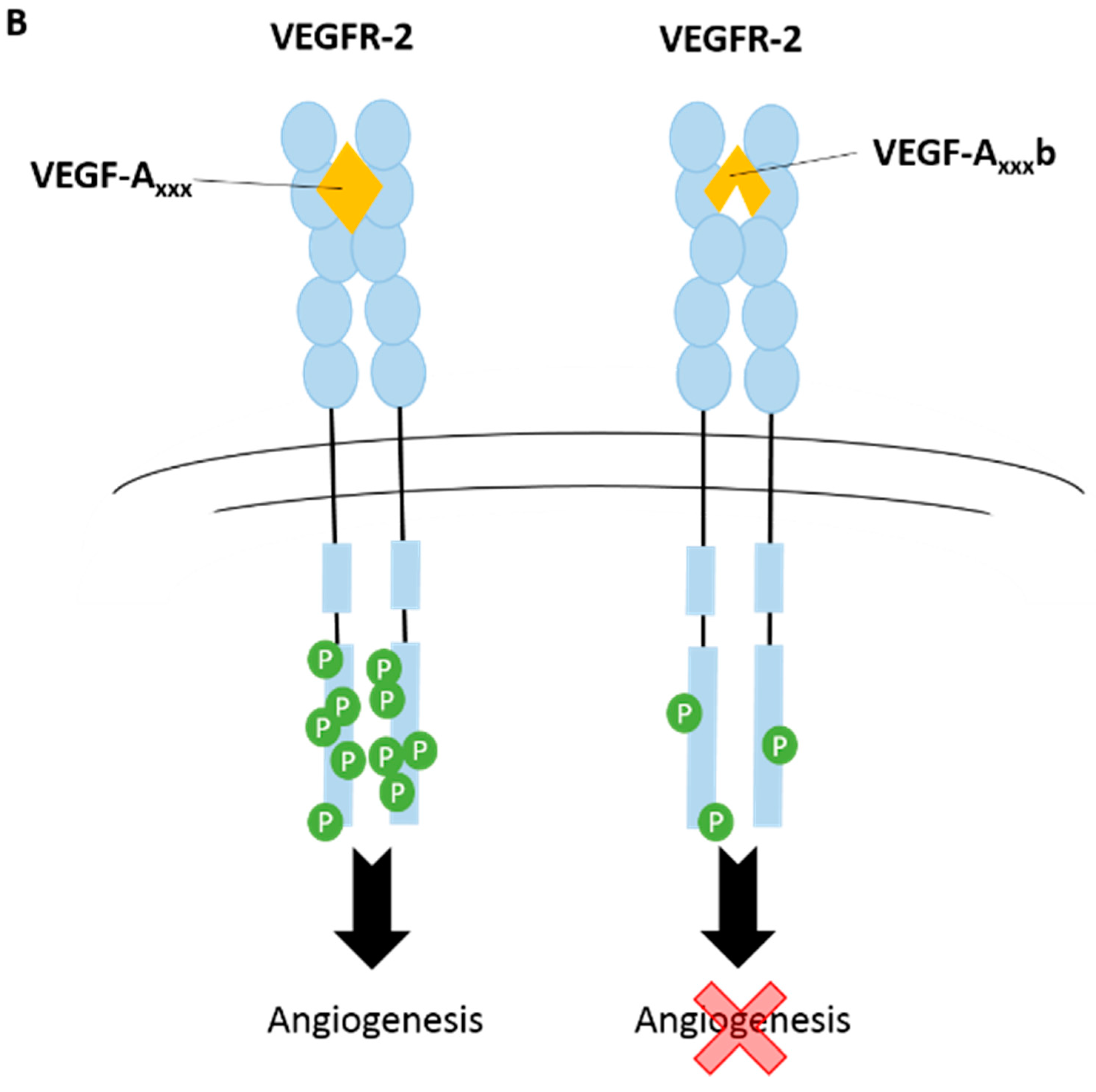 Ijms 20 02067 g003b Ijms 20 02067 g003b