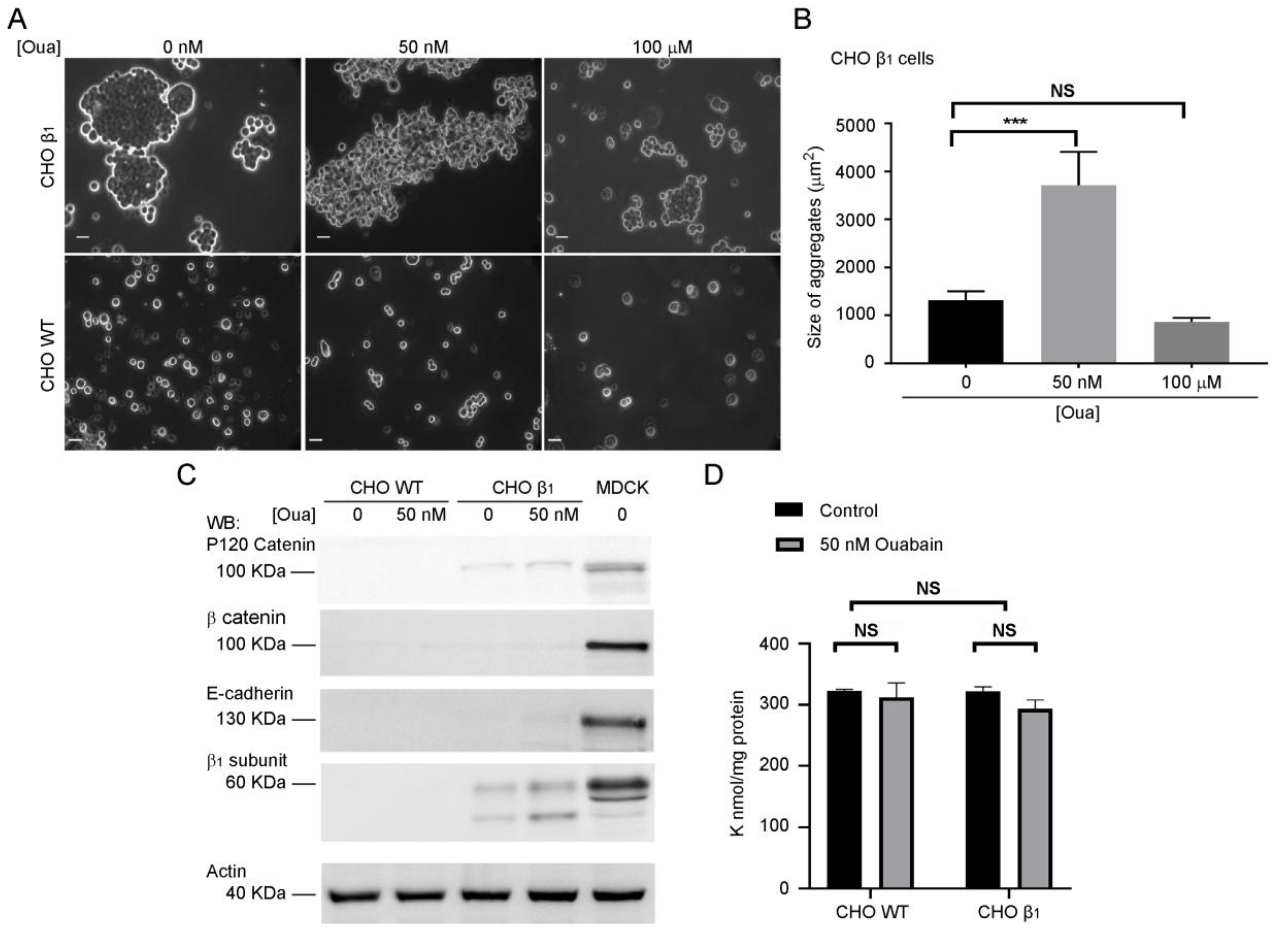 Ijms 20 02111 g002 Ijms 20 02111 g002