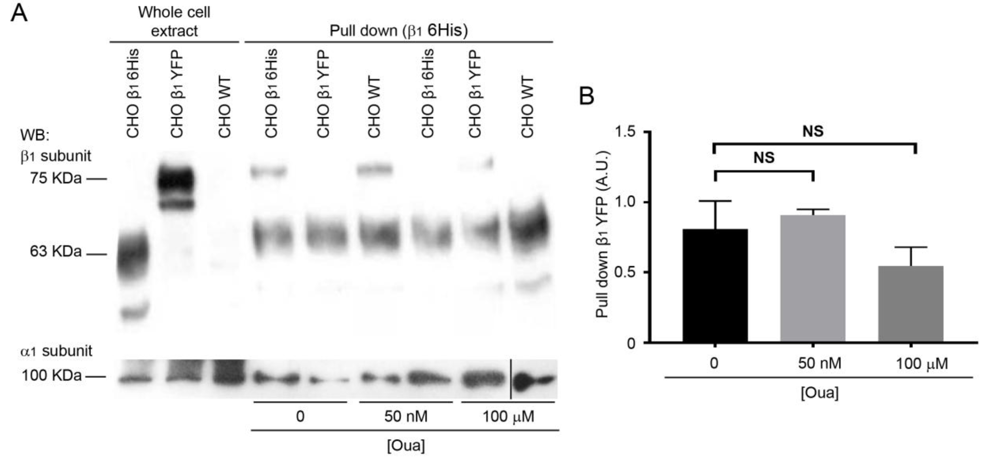 Ijms 20 02111 g003 Ijms 20 02111 g003