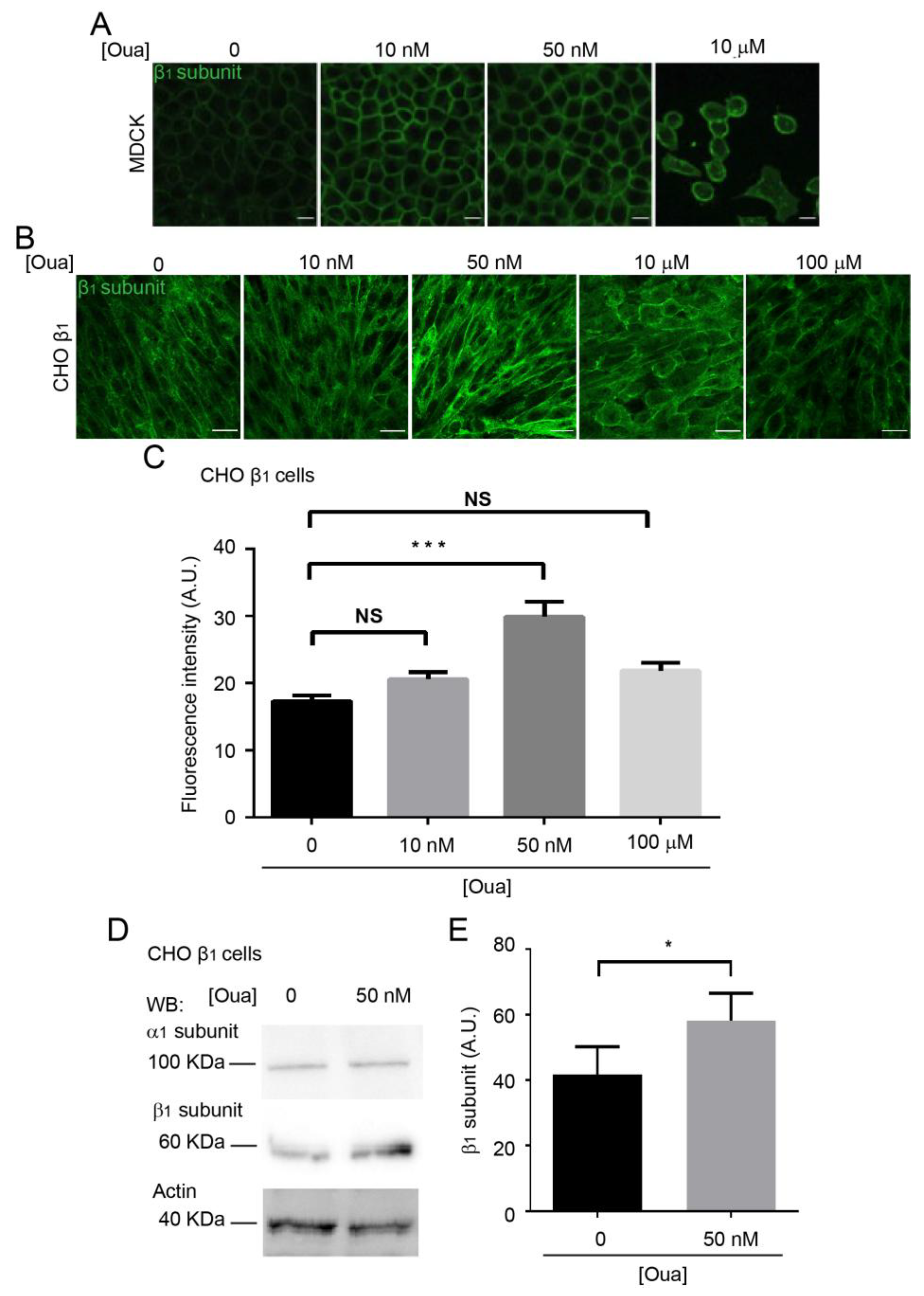 Ijms 20 02111 g004 Ijms 20 02111 g004