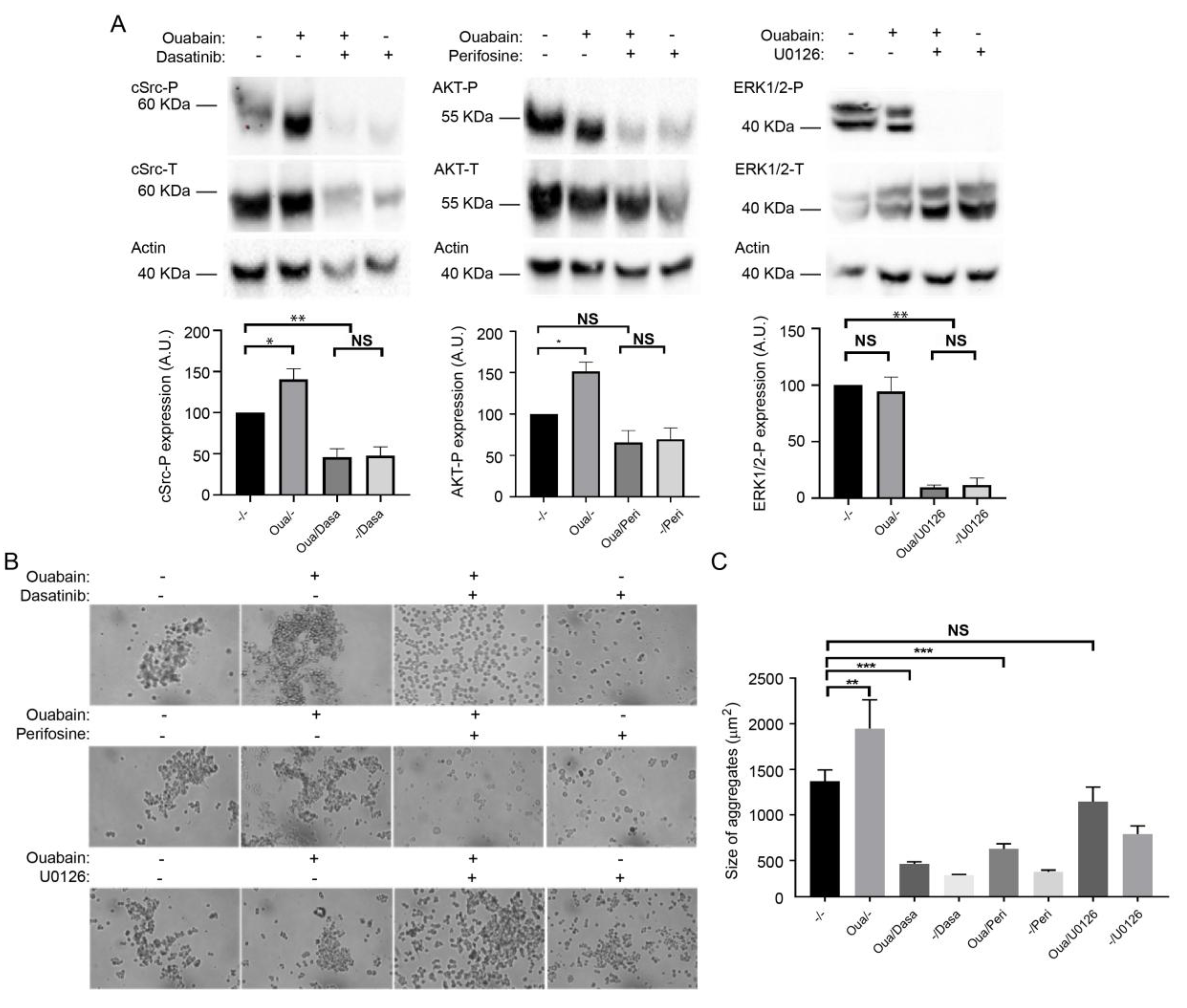 Ijms 20 02111 g005 Ijms 20 02111 g005